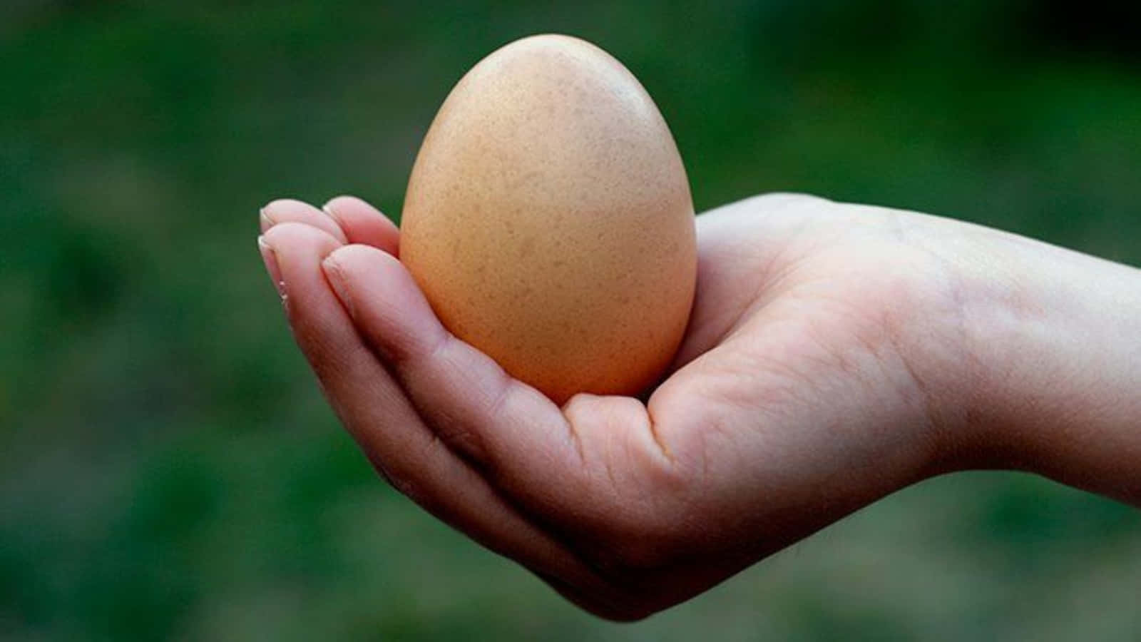 Egg 桌布 壁紙 — 一隻手輕輕托著一個光滑的棕色雞蛋，背景是柔和的綠色模糊效果。