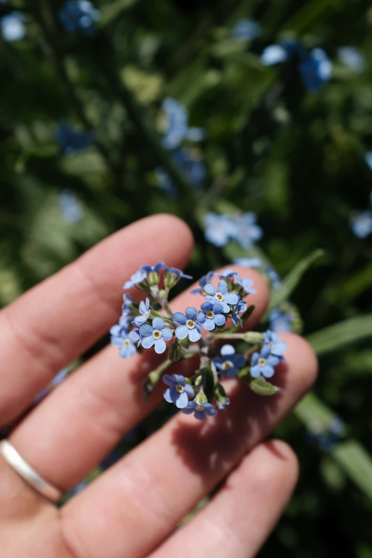 Flowers 桌布 壁紙 — 一隻手輕輕托著一簇精緻的藍色勿忘我花，背景是陽光普照的綠色。