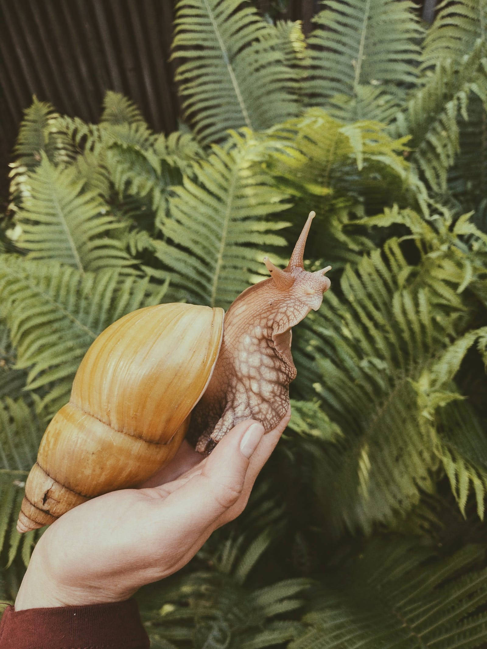 Snail 桌布 壁紙 — 一隻手輕輕托著一隻帶有光澤外殼的大啡色蝸牛，背景是茂密的綠色蕨類植物。