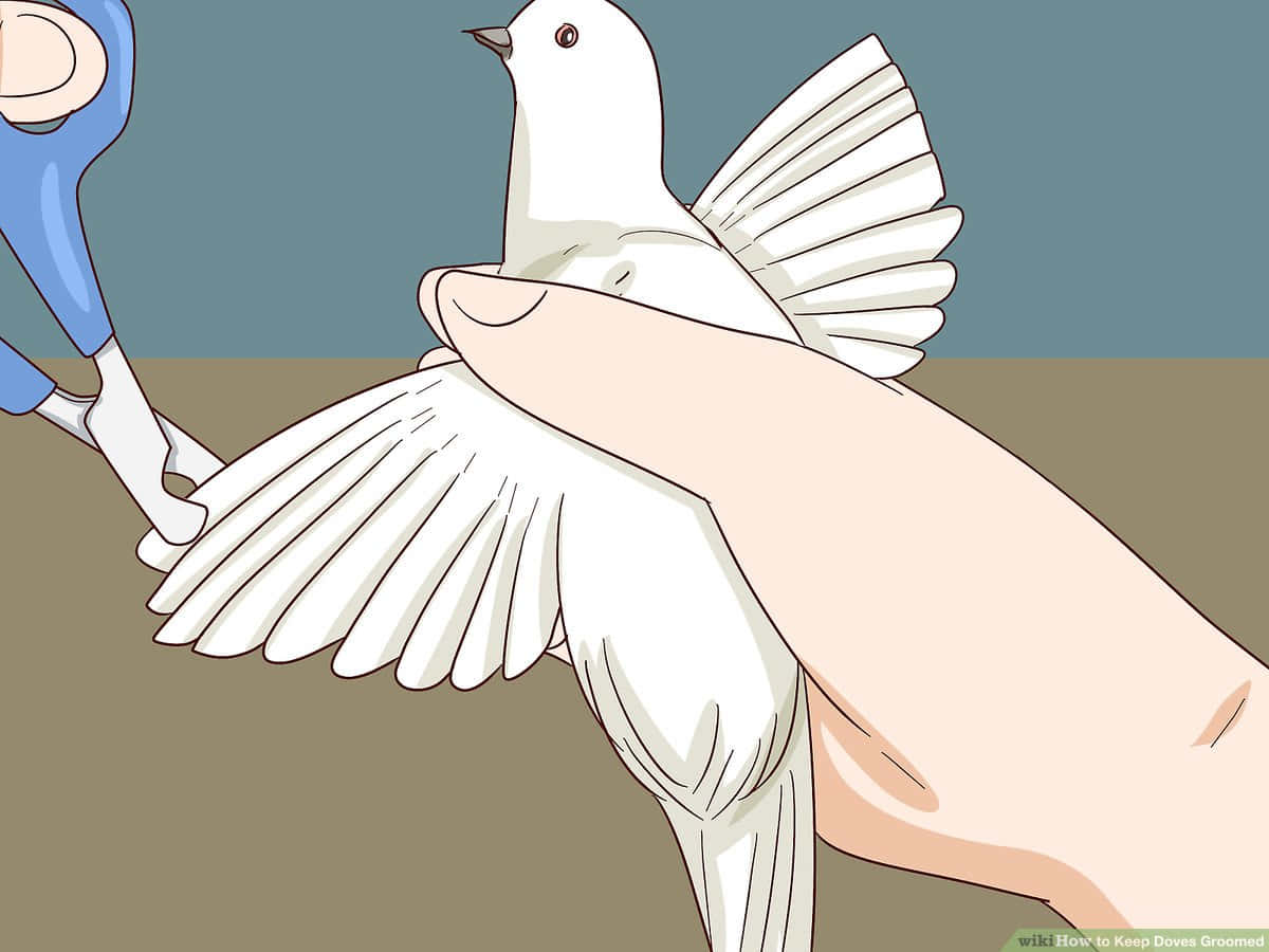 Dove Wings 桌布 壁紙 — 一隻手輕輕托著一隻白鴿，藍色剪刀在柔和背景前修剪其翅膀羽毛。