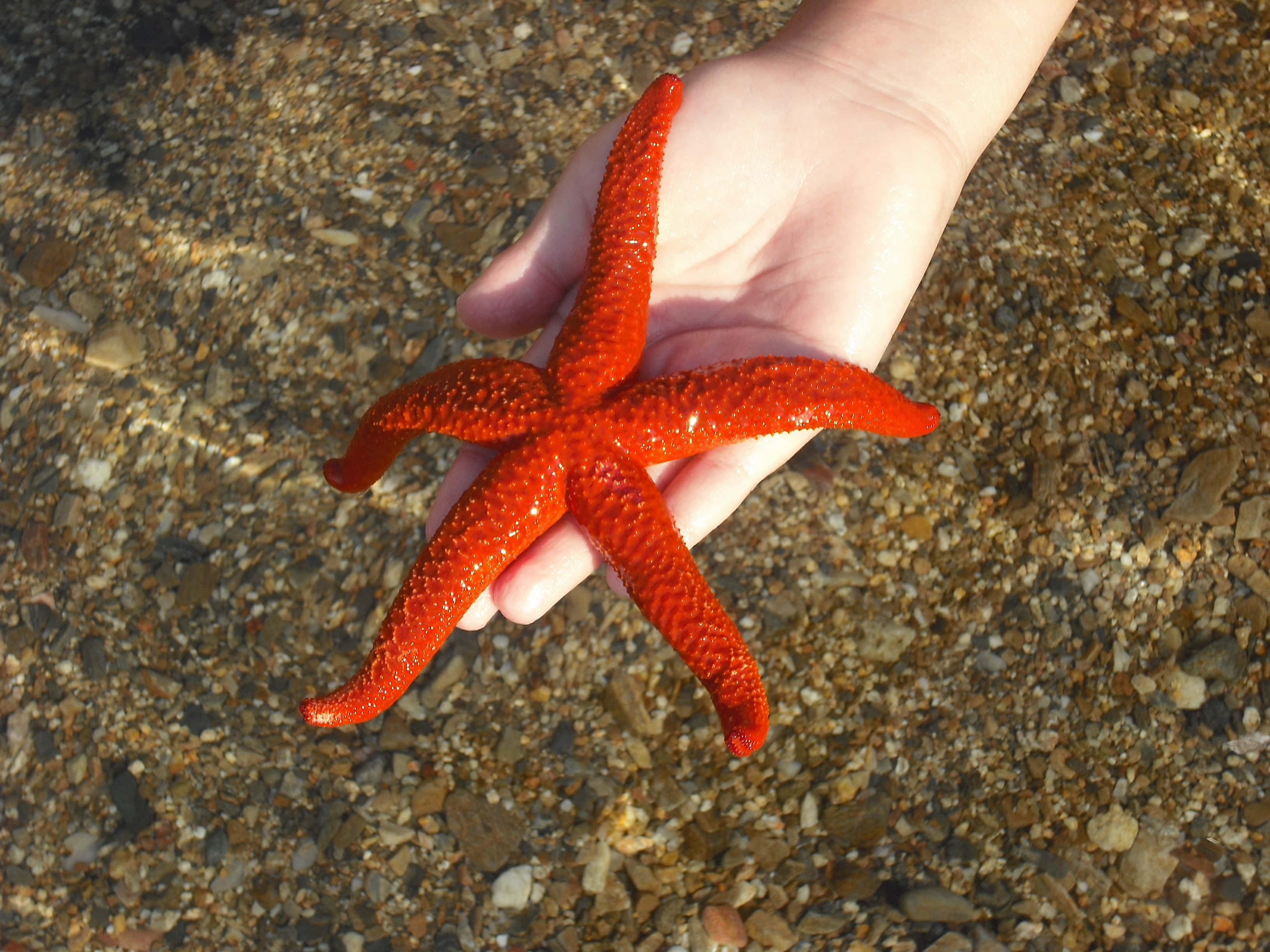 Starfish 桌布 壁紙 — 一隻手輕輕托著一顆鮮紅色的海星，在清澈淺水之上，下方是卵石海床。