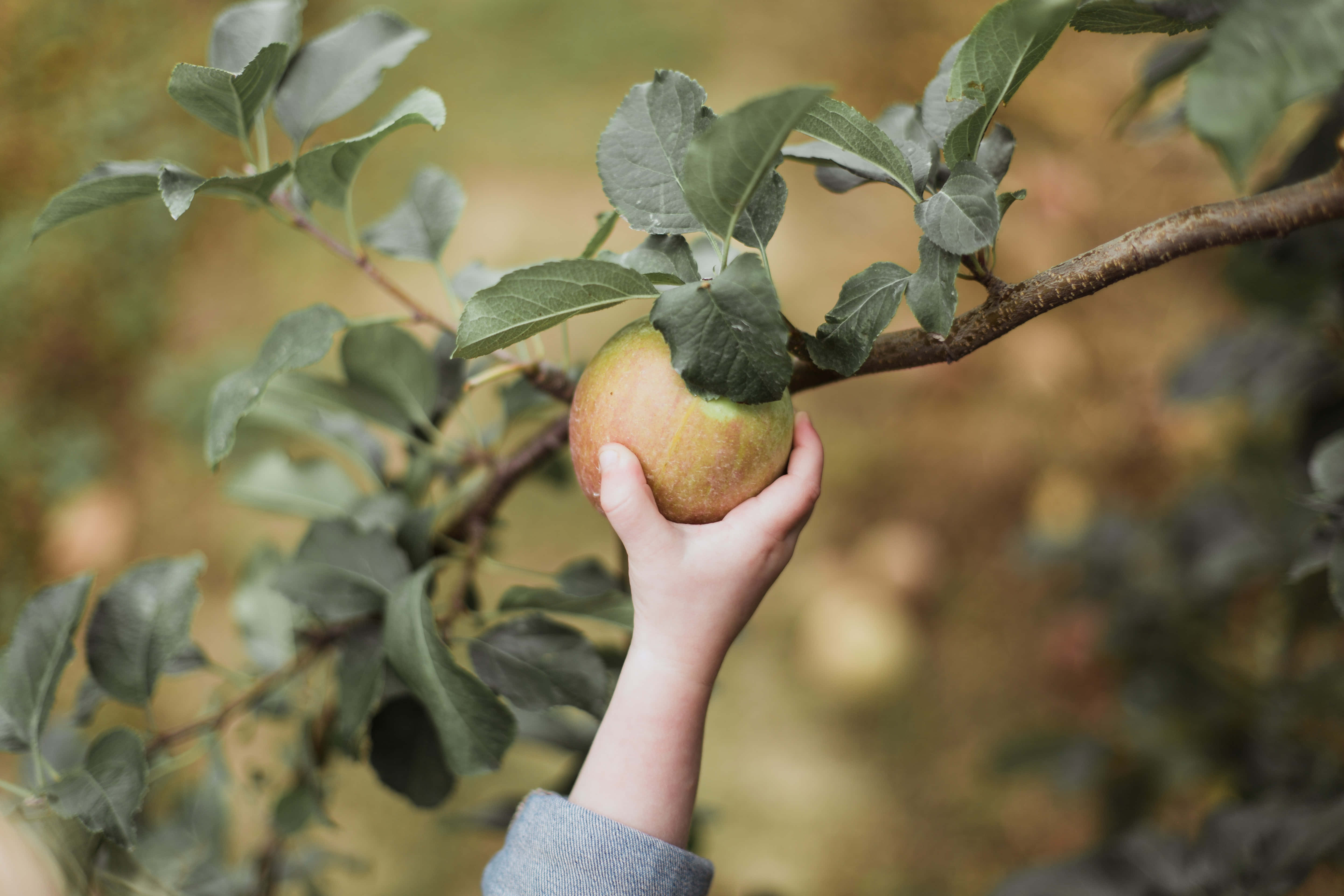 Apple Picking 桌布 壁紙 — 一隻手輕輕抓住一個仍然附著在樹葉茂密的樹枝上的成熟蘋果，背景是柔和模糊的秋天景色。