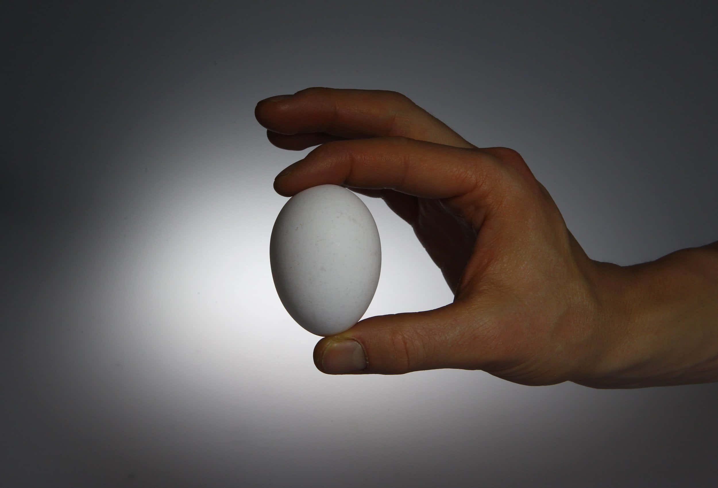 Egg 桌布 壁紙 — 一隻手輕輕拿著一個光滑的白雞蛋，背景是柔和照明的漸變色。