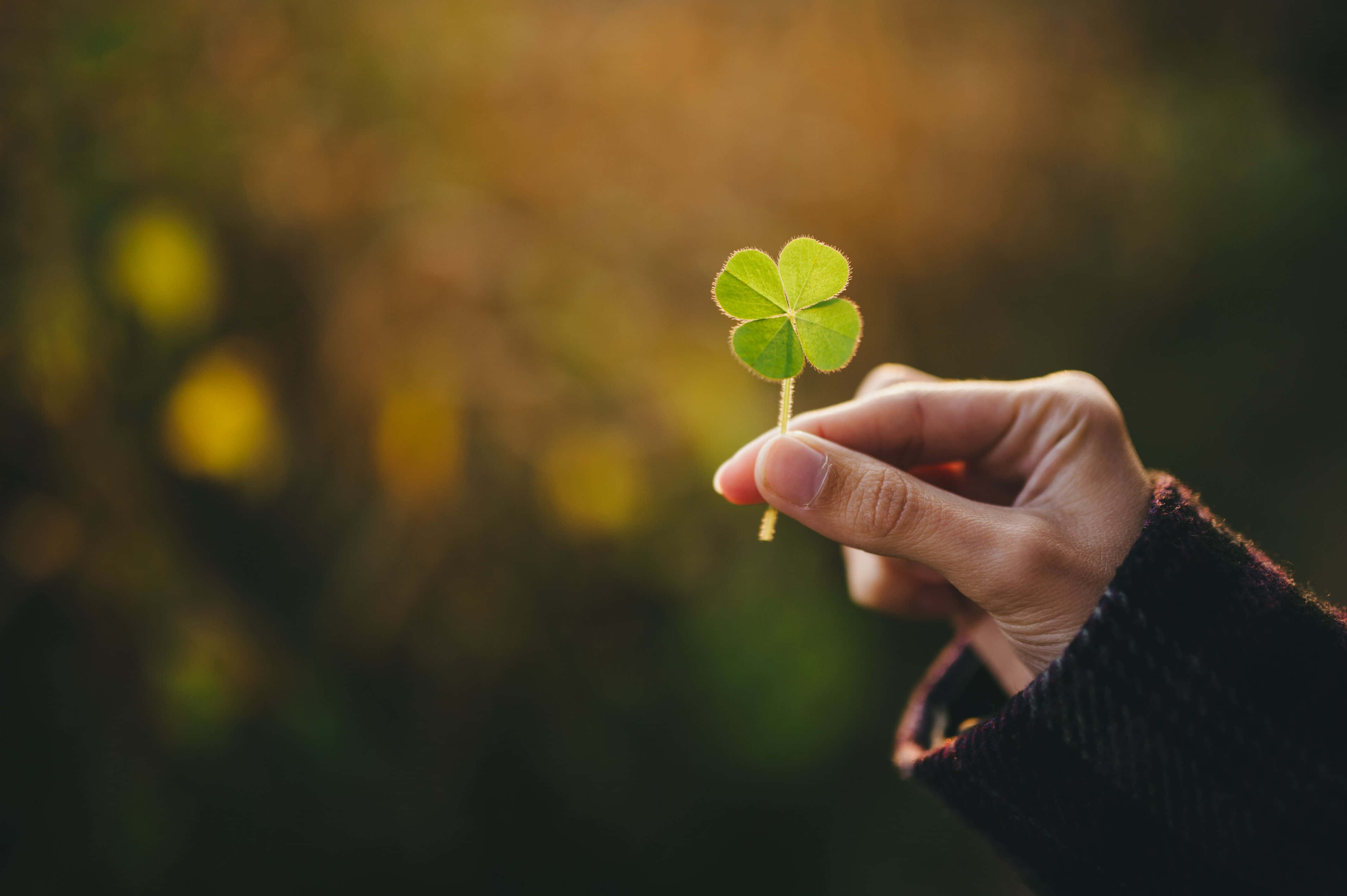 Four Leaf Clover 桌布 壁紙 — 一隻手輕輕拿著一片充滿活力的綠色四葉草，背景是溫暖的金色散景。