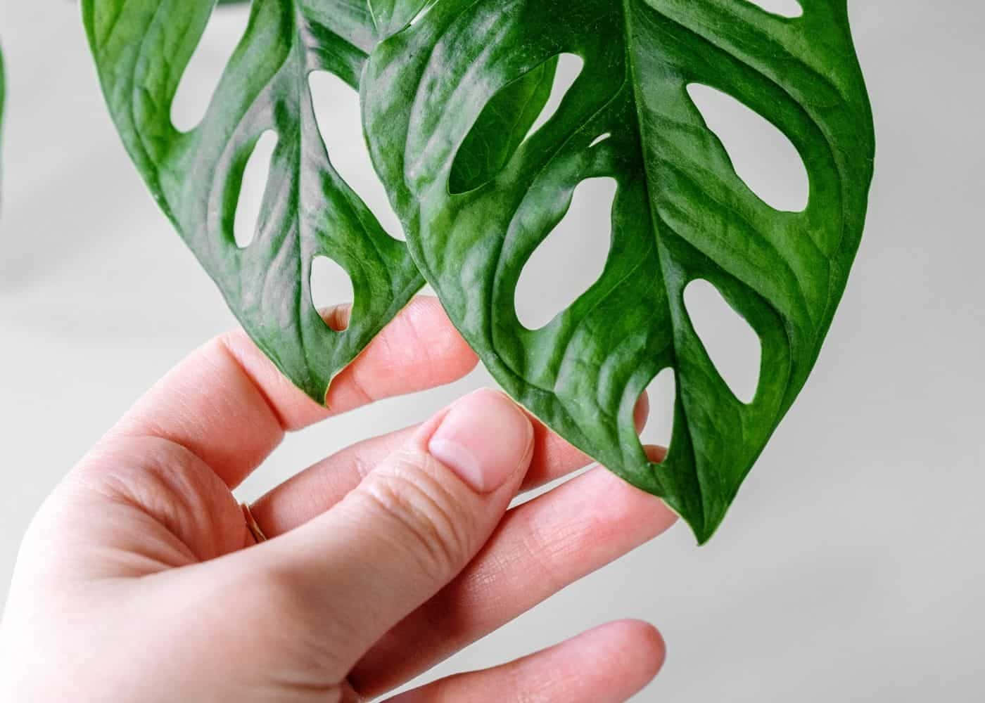龜背芋 桌布 壁紙 — 一隻手輕輕拿著一片帶有天然孔洞的大型綠色龜背竹葉，背景是柔和的白色。