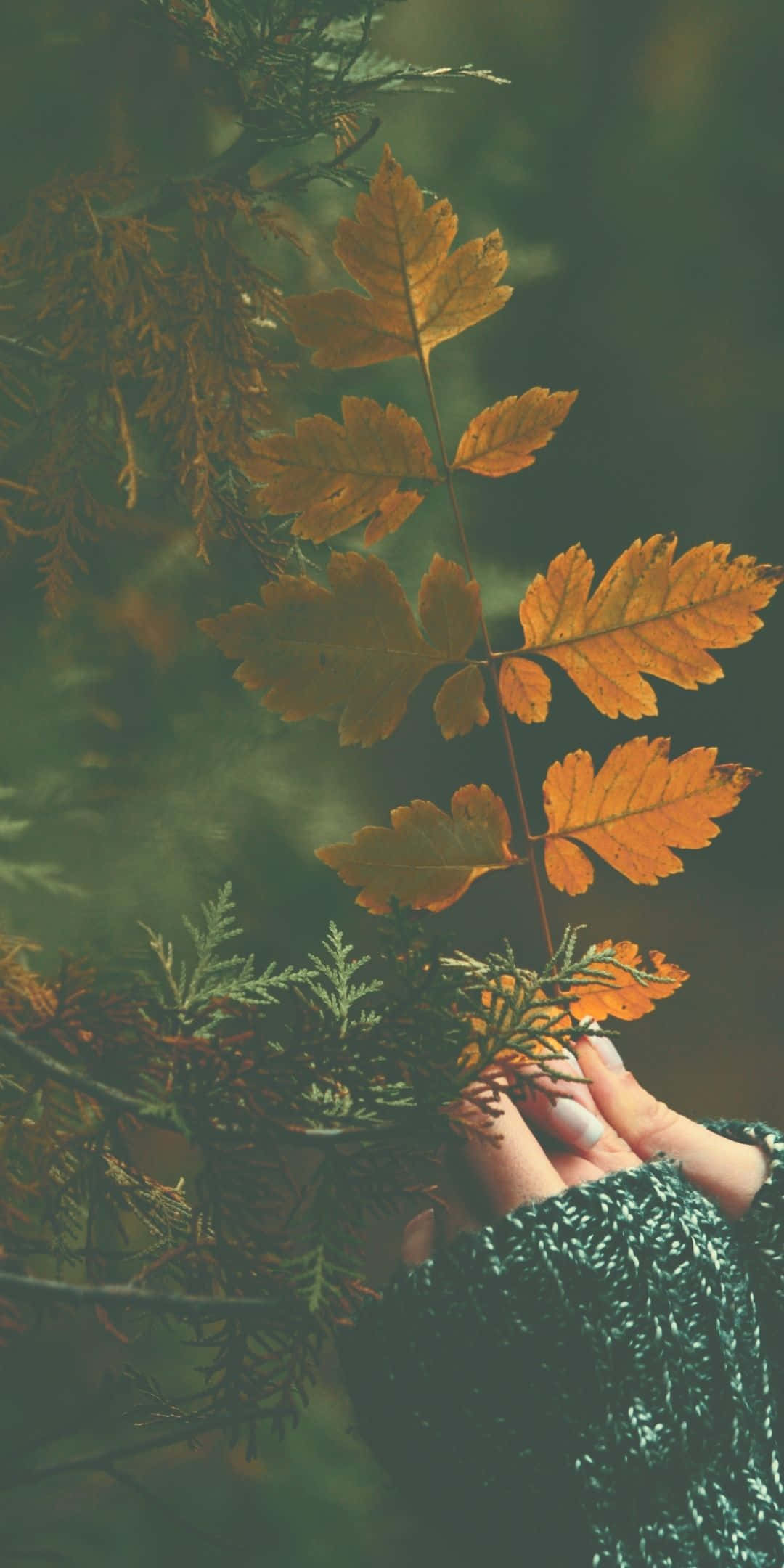 Android Autumn 桌布 壁紙 — 一隻手輕輕拿著一片鮮豔的橙色葉子，背景是常綠樹枝和柔和的金色光線。