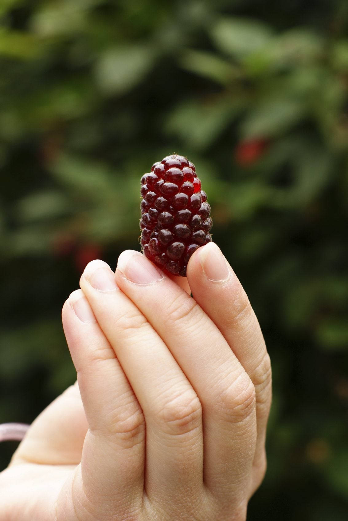 Berry 桌布 壁紙 — 一隻手輕輕拿著一顆成熟的黑莓，背景是柔和模糊的綠色樹葉。