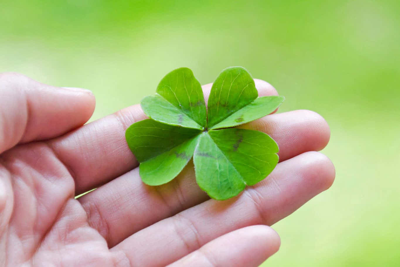 Four Leaf Clover 桌布 壁紙 — 一隻手輕輕捧著一片鮮綠的四葉草，背景是柔和模糊的草地。