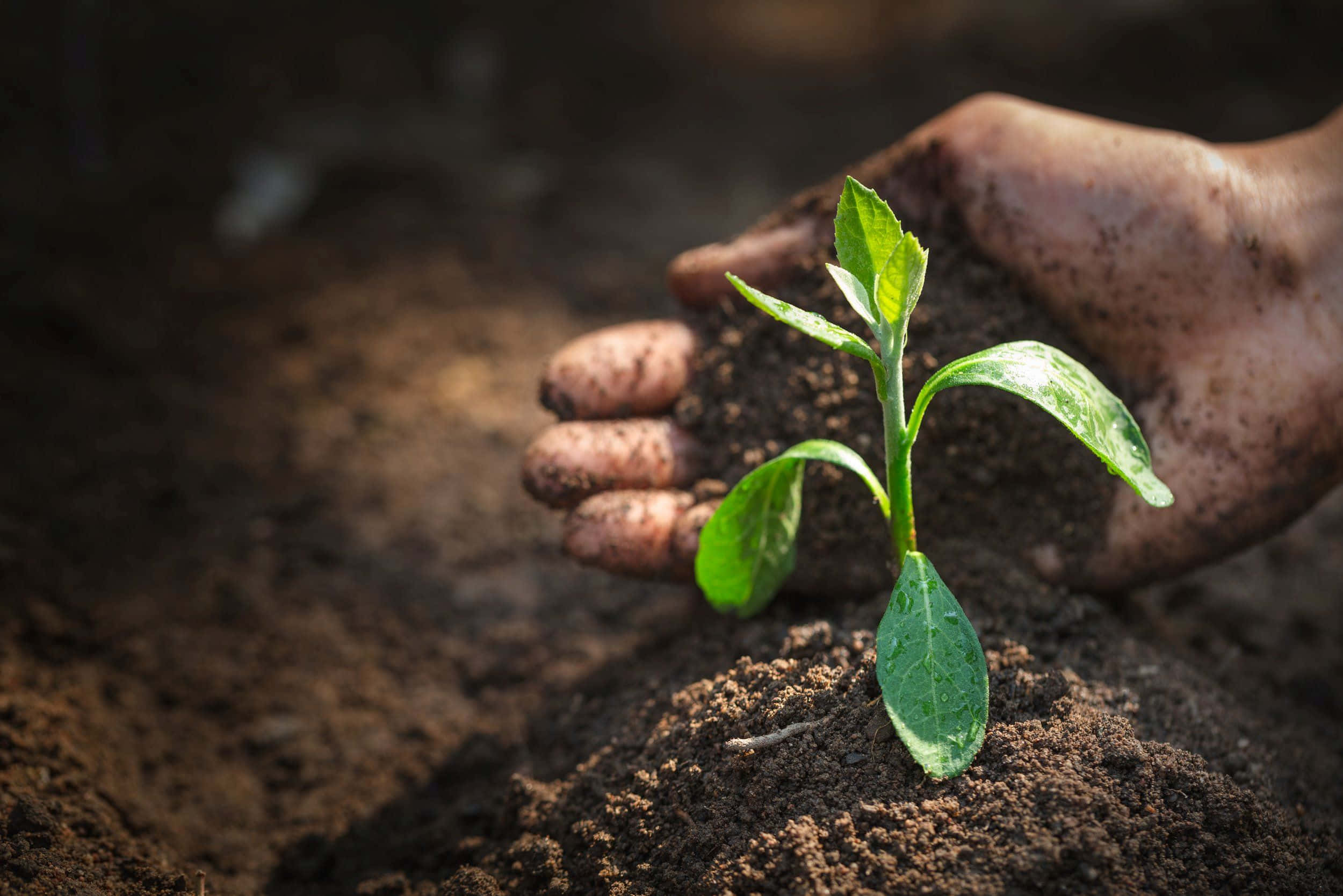 Compost 桌布 壁紙 — 一隻手輕輕捧著從肥沃黑土中長出的小綠苗的特寫。