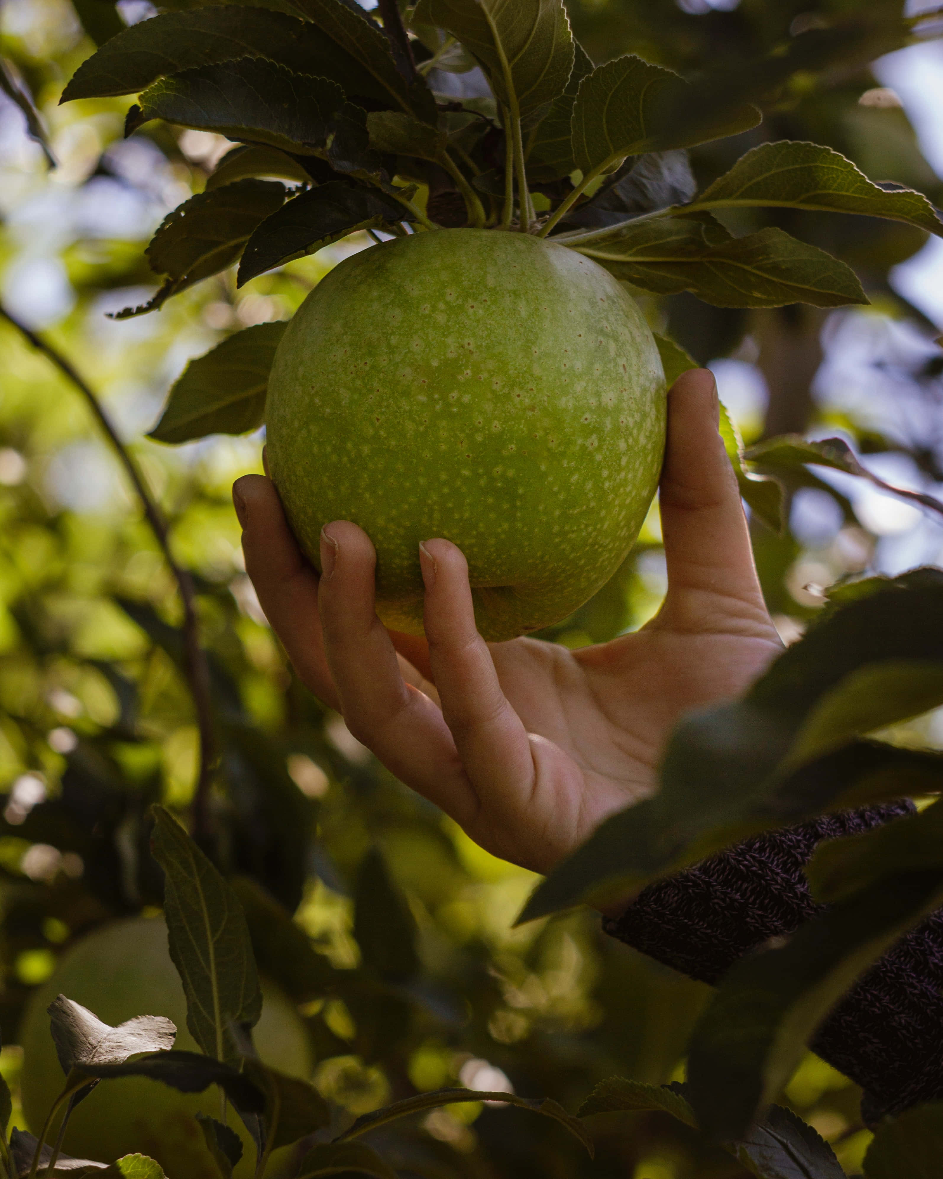 Apple Picking 桌布 壁紙 — 一隻手輕輕握住一個仍連在長滿葉子的樹枝上的成熟青蘋果，背景是陽光明媚的花園。