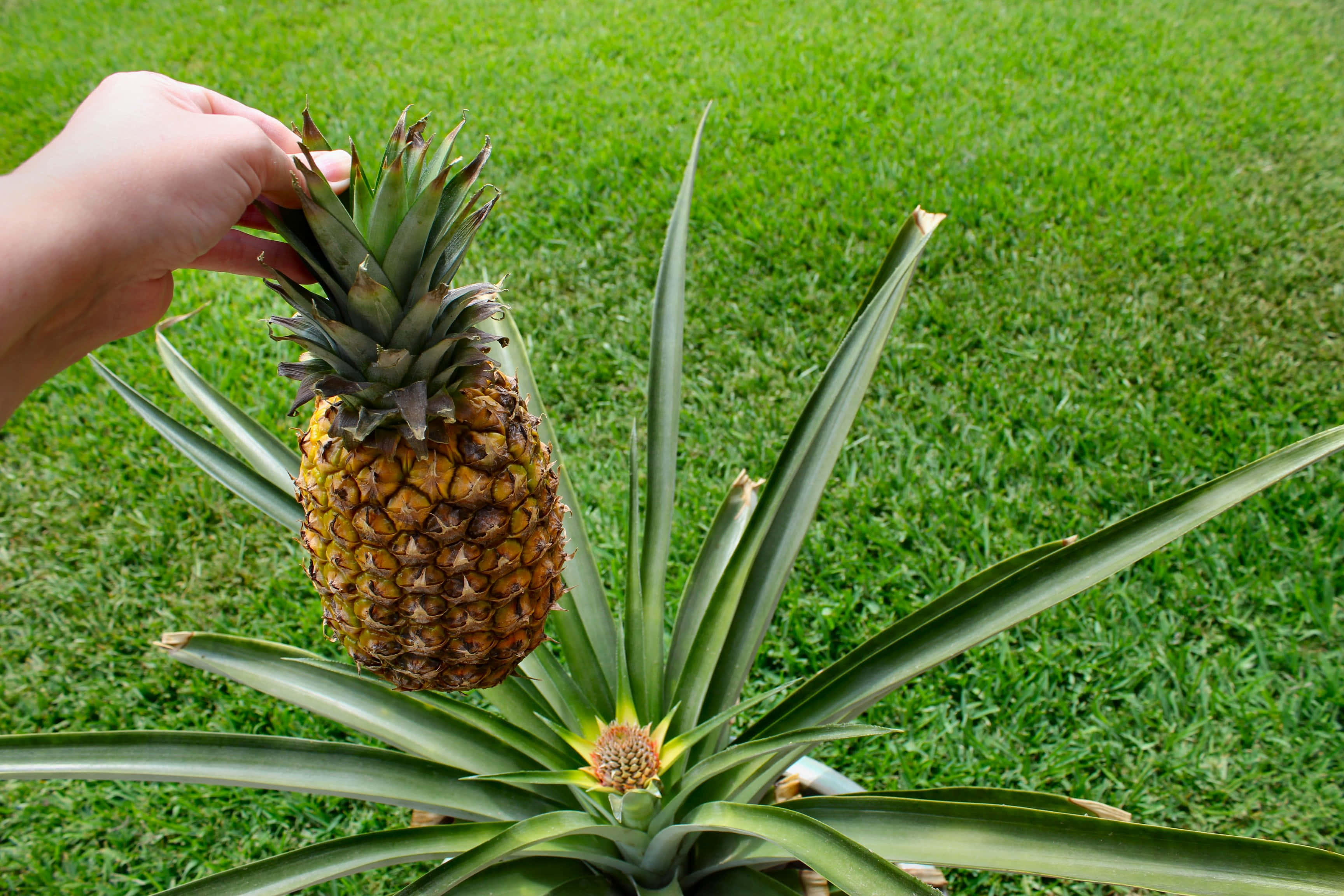 Pineapple 桌布 壁紙 — 一隻手輕輕握住一個在茂密草地上生長的帶刺綠色植物上的成熟鳳梨。