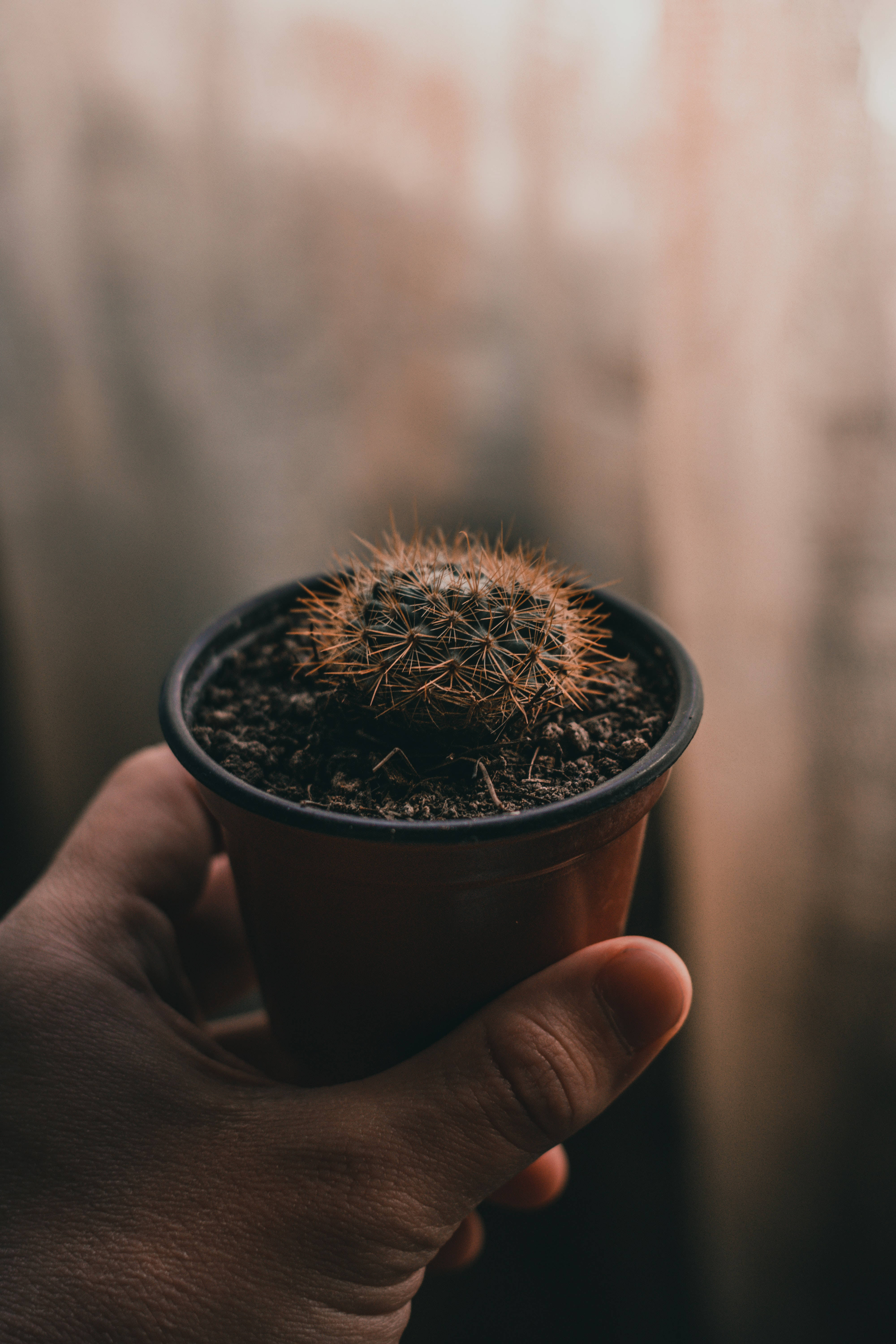 Cactus 桌布 壁紙 — 一隻手輕輕握住一個帶有尖銳棕色刺的小盆栽仙人掌，背景柔和模糊。