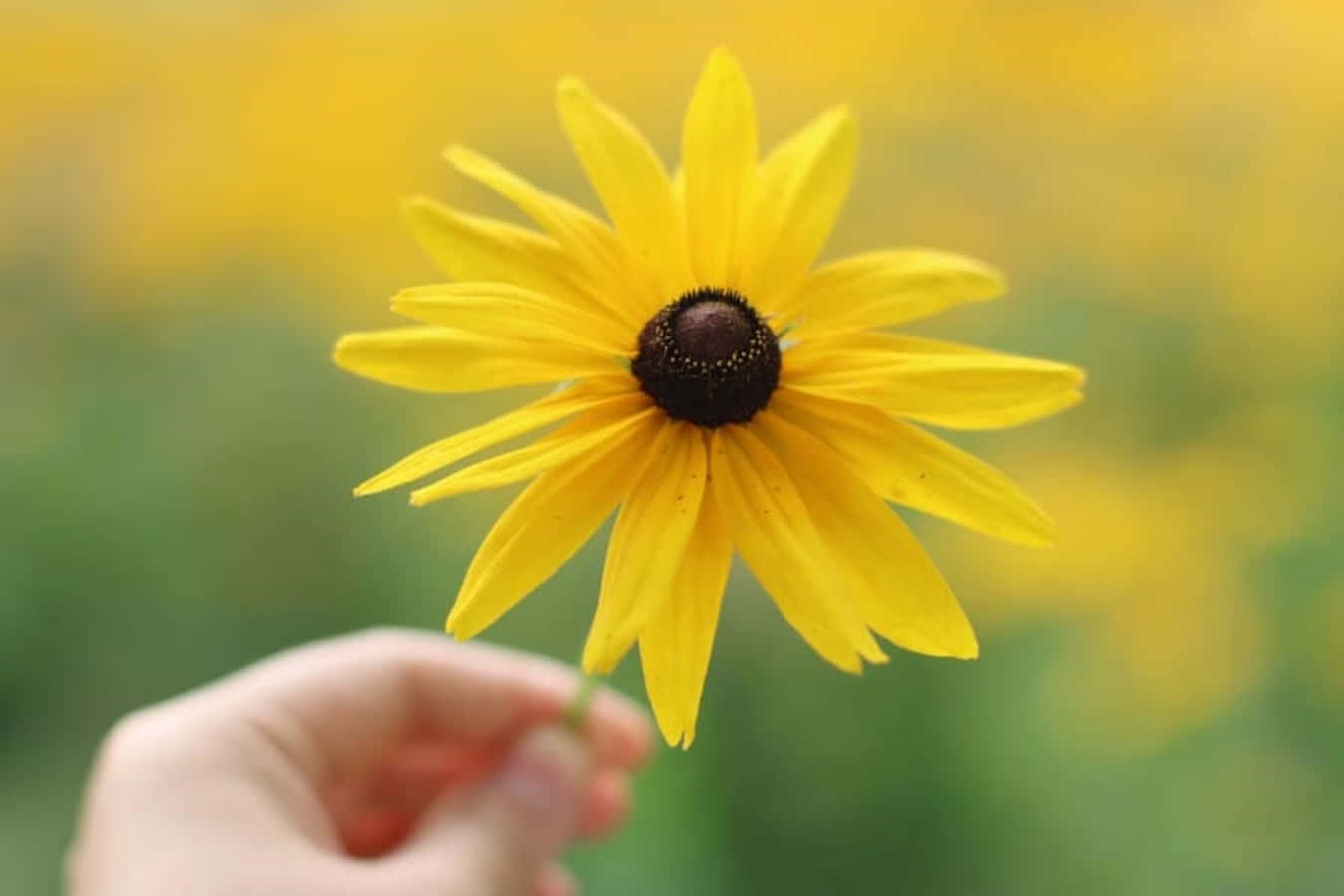 Black Eyed Susan 桌布 壁紙 — 一隻手輕輕握住一朵鮮黃色的黑眼蘇珊花，背景是柔焦的相似花朵田野。