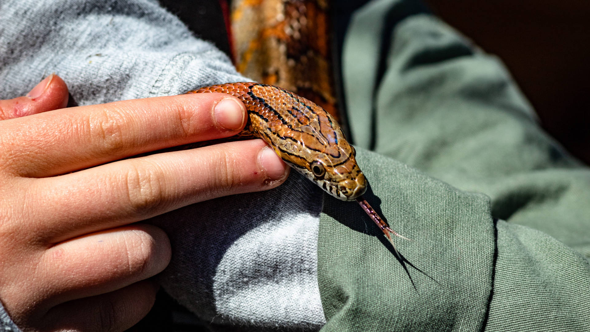 Corn Snake 桌布 壁紙 — 一隻手輕輕握住一條棕色有圖案的蛇，牠正伸出舌頭的特寫。