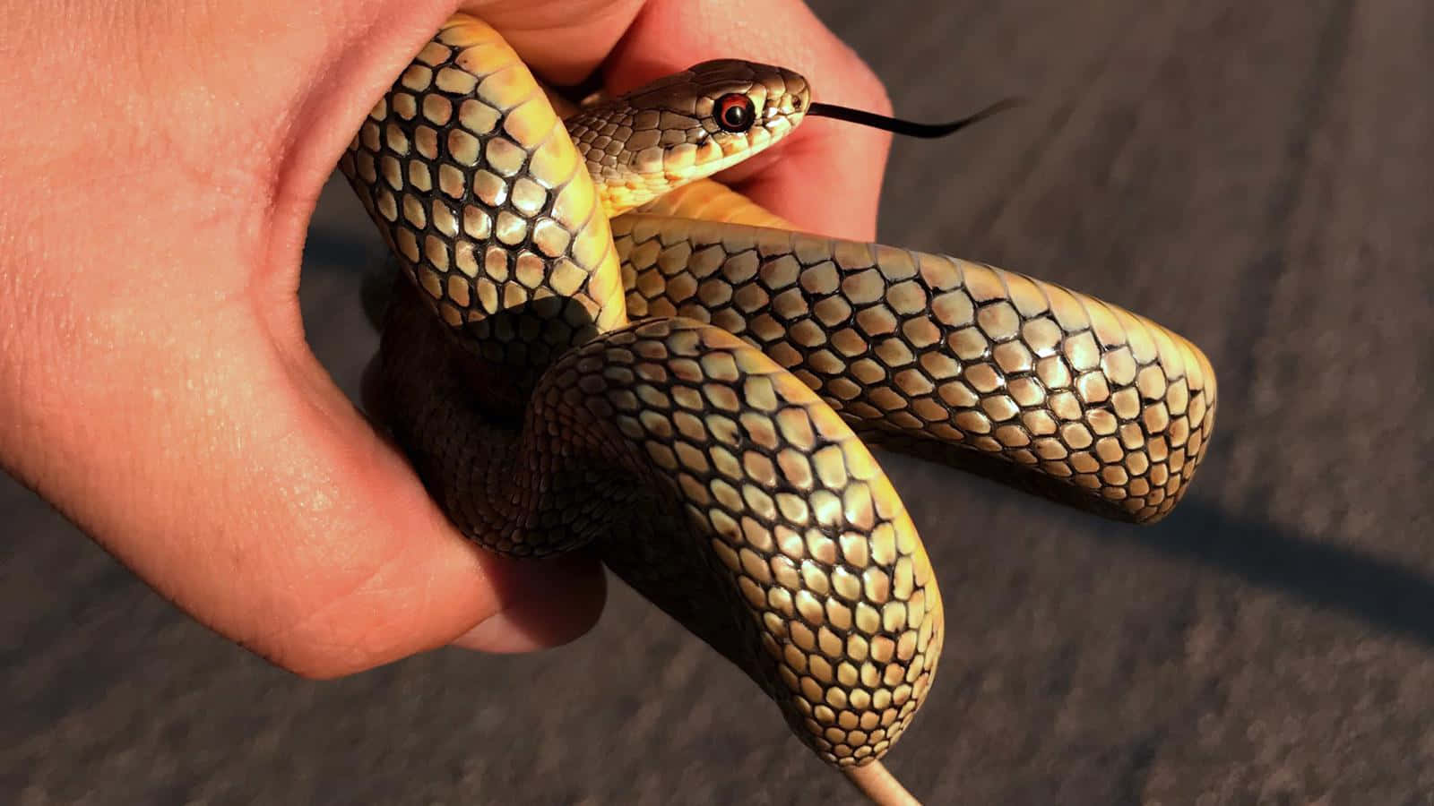 Yellow Snake 桌布 壁紙 — 一隻手輕輕握住一條盤繞的蛇，蛇身有金棕色鱗片，黑色舌頭在吐信的特寫。