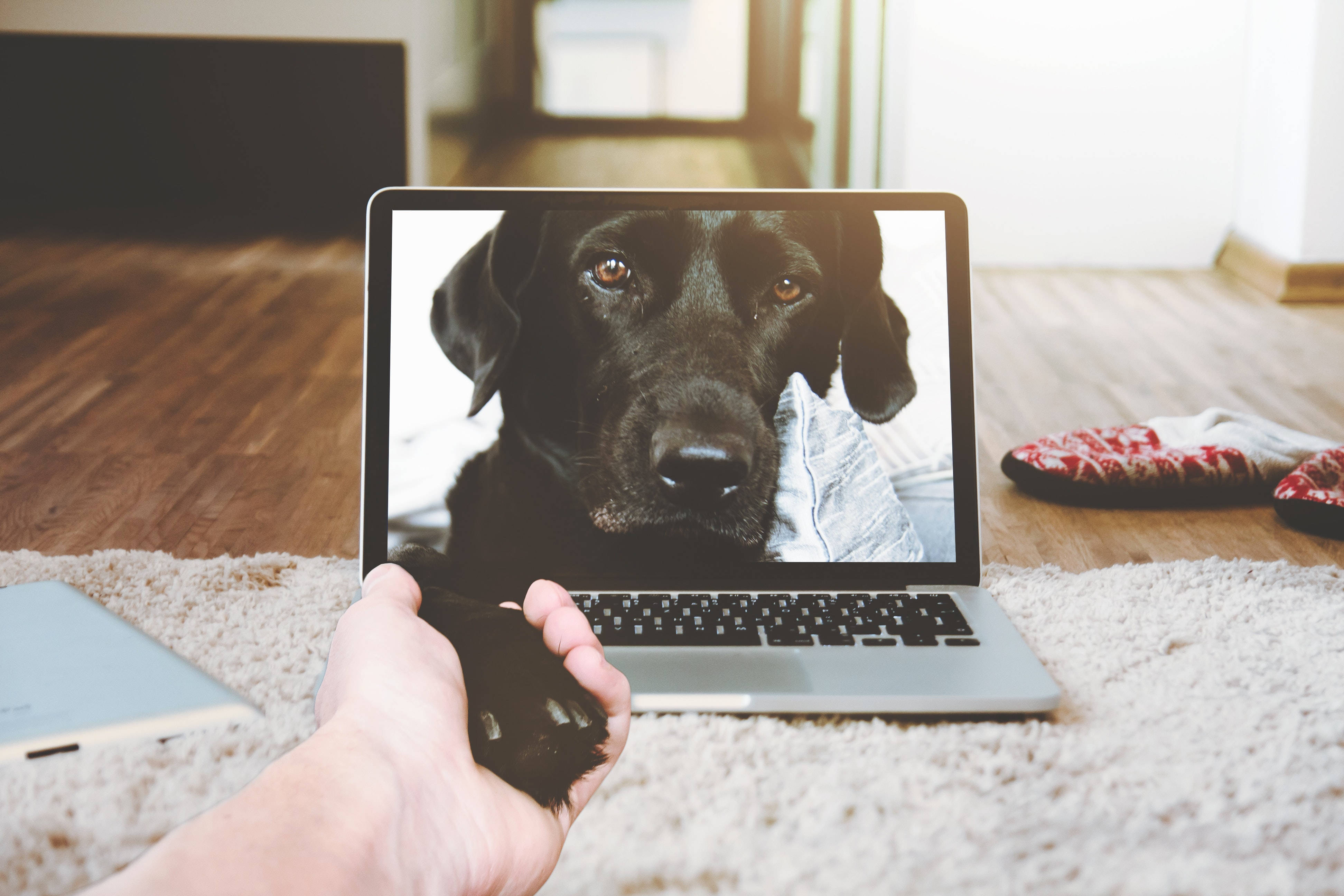 Cute Laptop 桌布 壁紙 — 一隻手輕輕握住一隻黑狗的爪子，而牠的臉充滿了筆記型電腦的螢幕，在舒適的室內環境中。