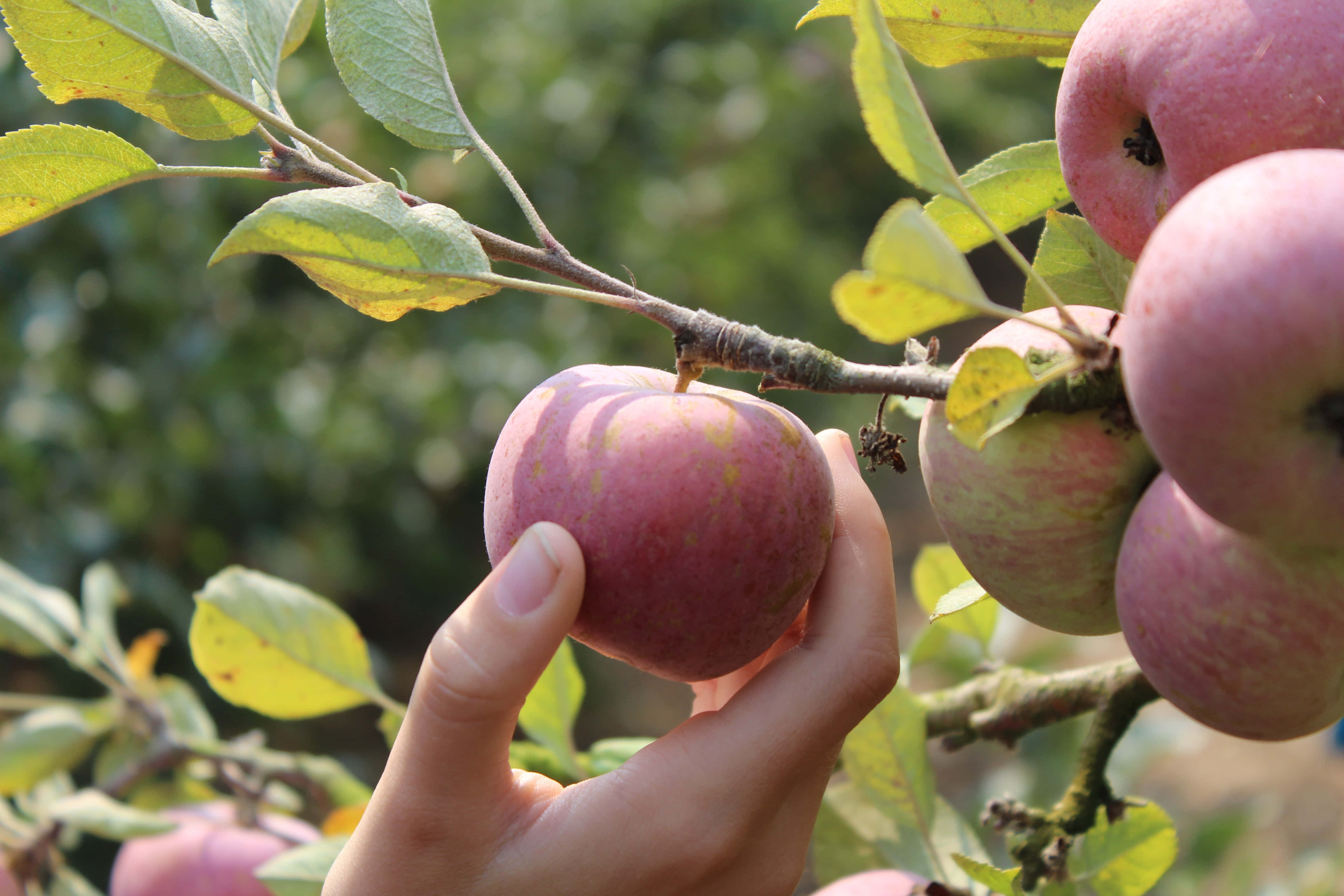 Apple Picking 桌布 壁紙 — 一隻手輕輕握住樹枝上一個成熟的紅蘋果，周圍有綠葉環繞。