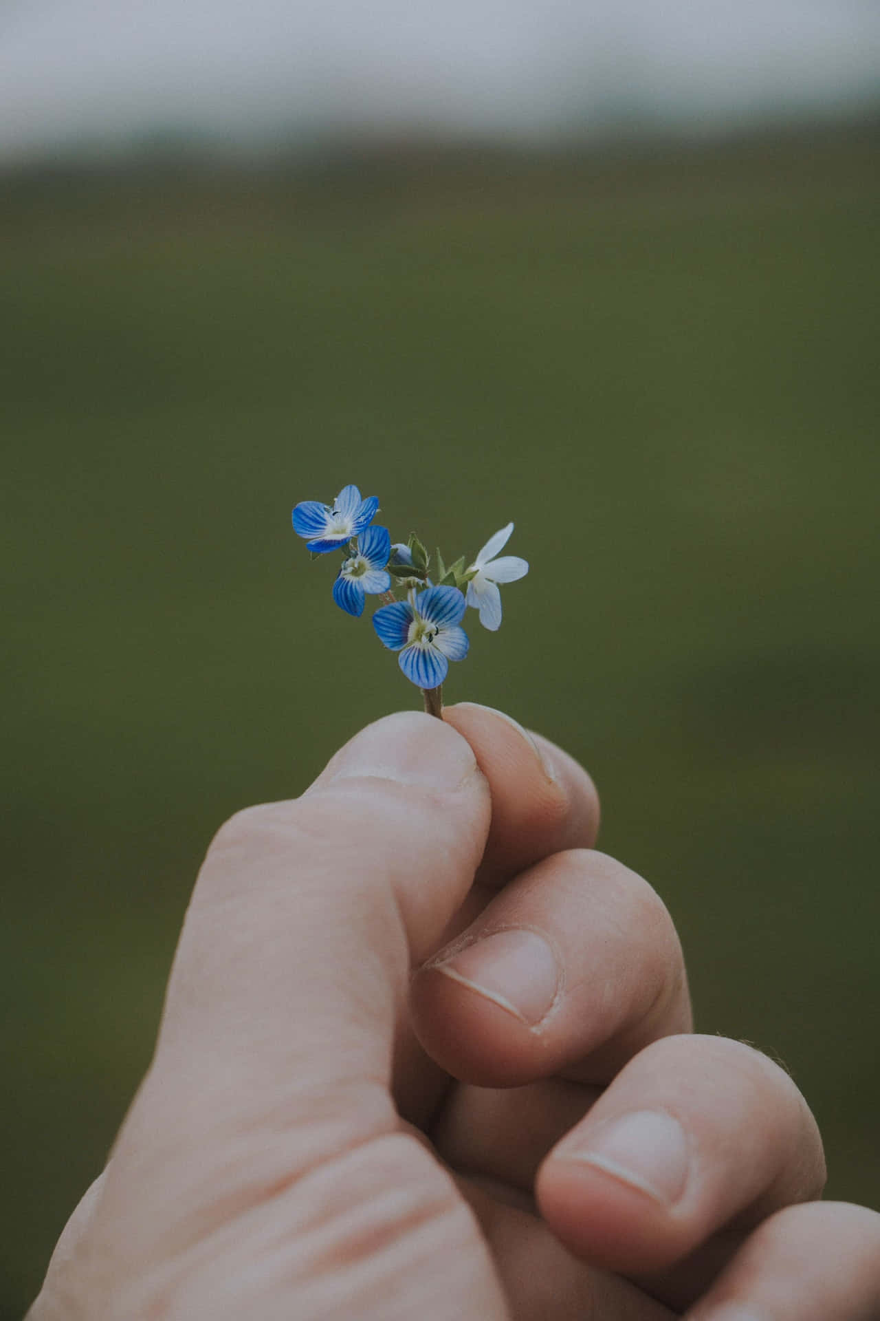 Flowers 桌布 壁紙 — 一隻手輕輕握著一小束精緻的藍白色花朵，背景是柔和模糊的綠色田野。