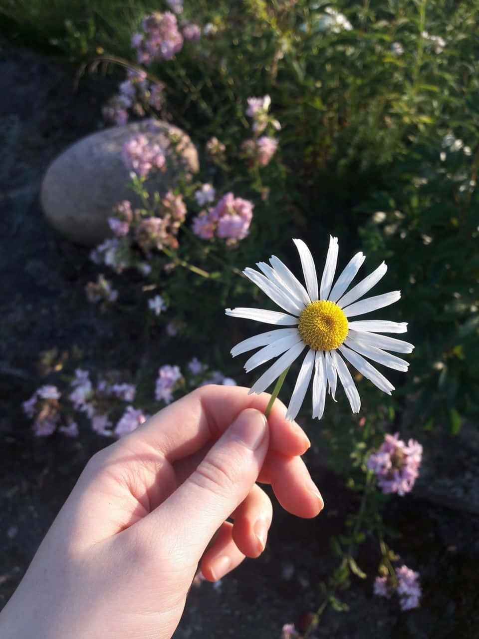 White Flowers 桌布 壁紙 — 一隻手輕輕握著一朵白色雛菊，花心黃色，背景是柔和的粉紅色花朵和綠色葉子。