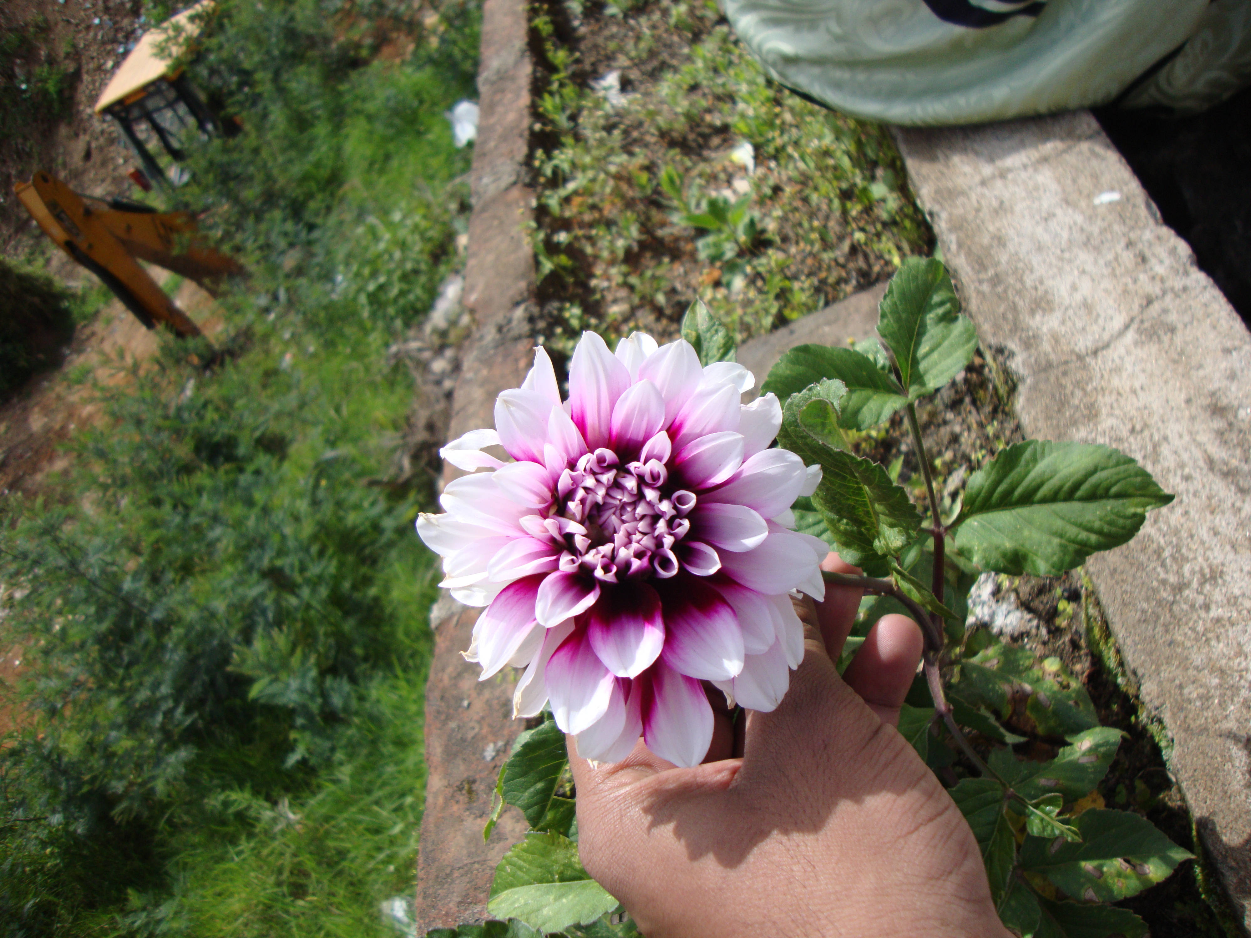 tumblr 花朵 桌布 壁紙 — 一隻手輕輕握著一朵鮮豔的粉紅和白色大麗花，背景是綠色樹葉和石牆。