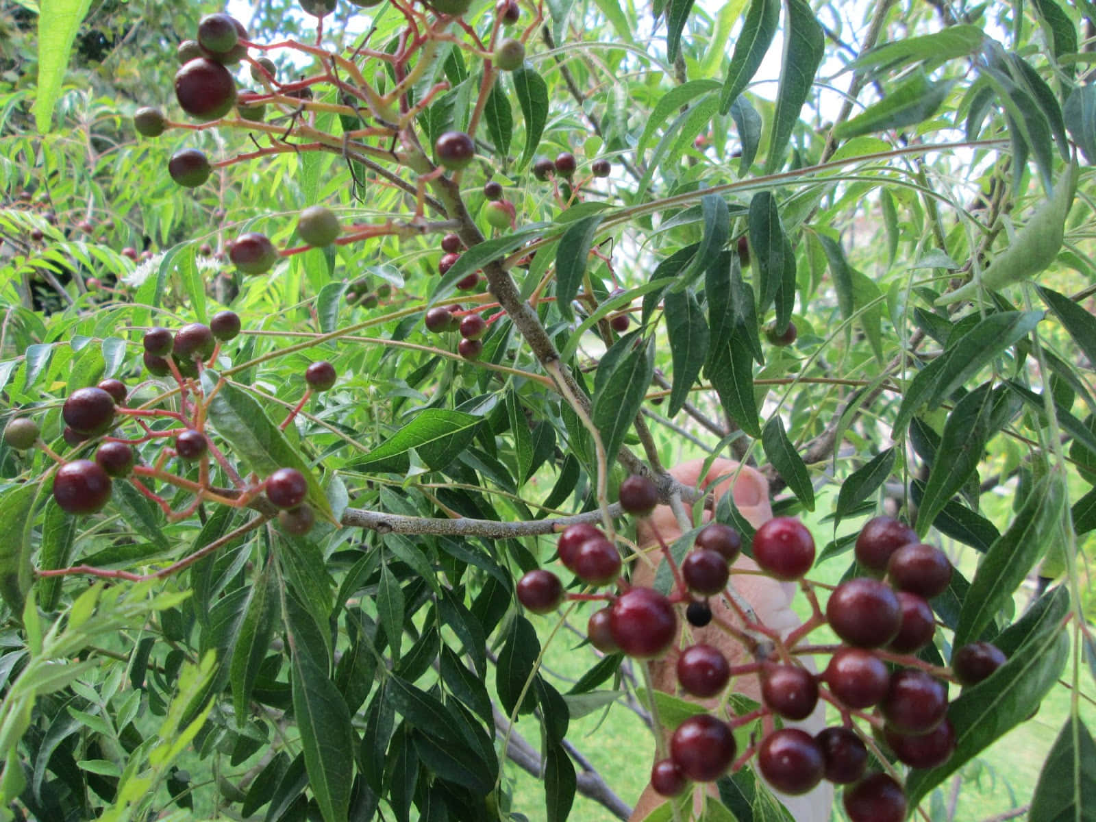 Fruit 桌布 壁紙 — 一隻手輕輕握著一根樹枝，上面掛滿了光澤的深紅色漿果和鮮綠色的葉子，在明亮的日光下。