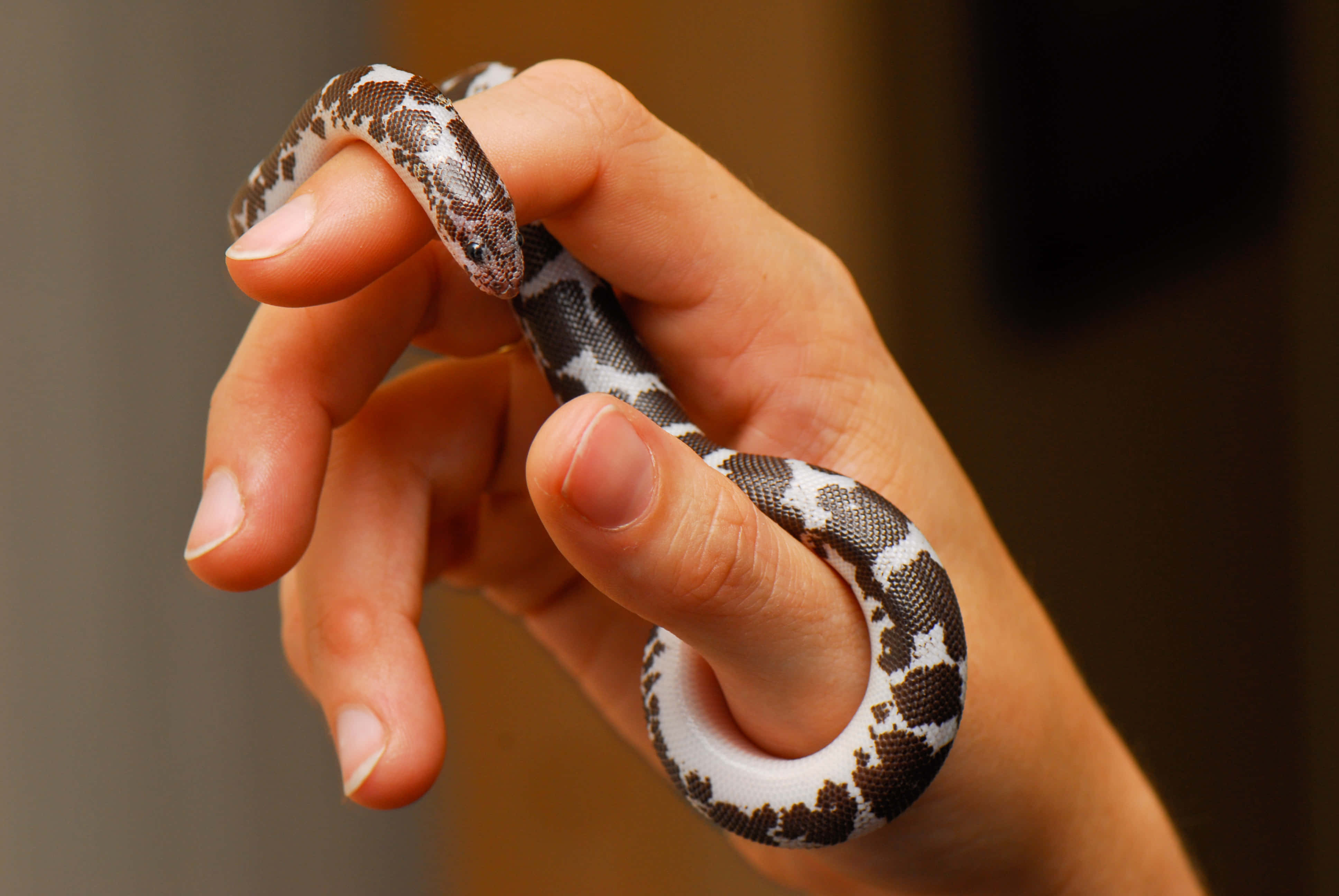 snakes 桌布 壁紙 — 一隻手輕輕握著一條纏繞在手指上的黑白圖案小蛇的特寫。