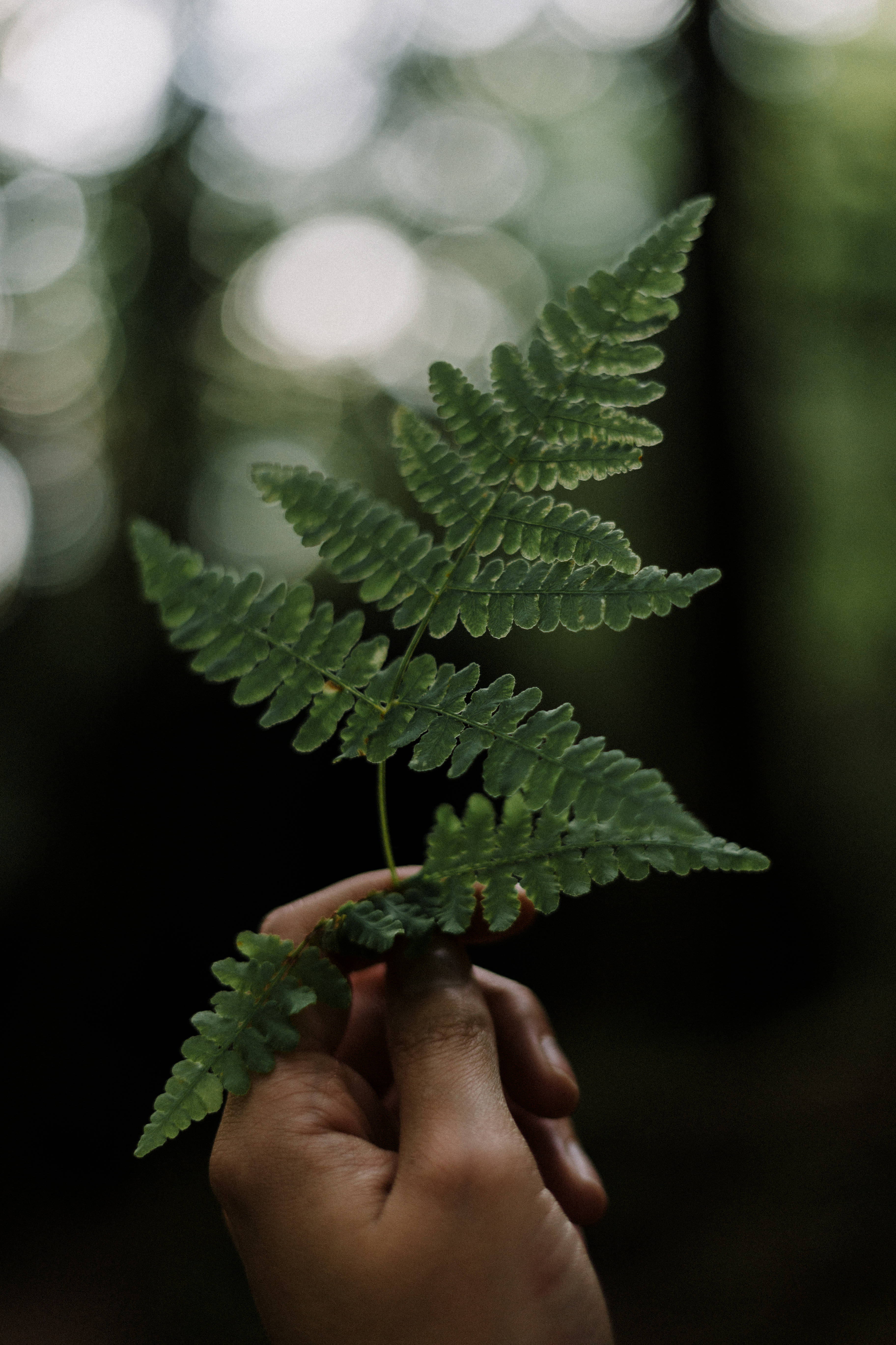 Greenery 桌布 壁紙 — 一隻手輕輕握著一片充滿活力的綠色蕨葉，背景是柔和模糊的森林。