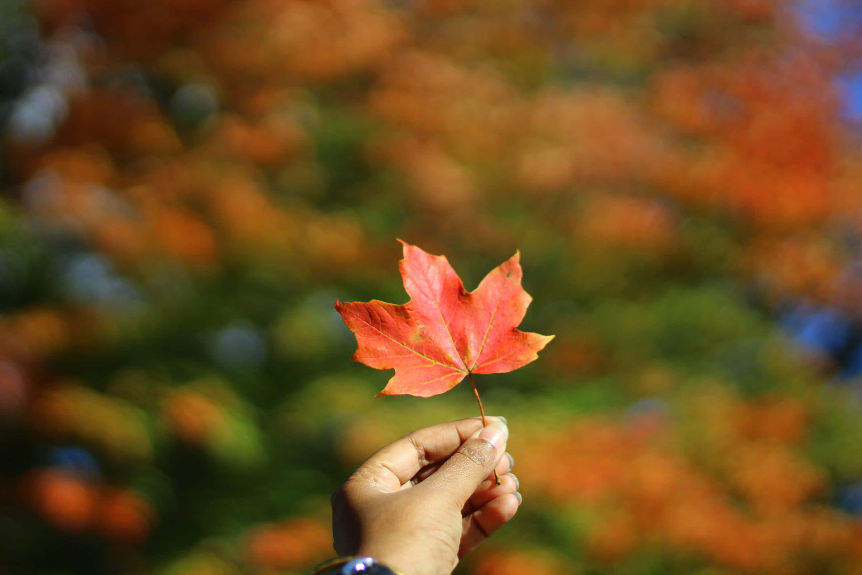 Maple Leaf 桌布 壁紙 — 一隻手輕輕握著一片鮮紅的楓葉，背景是柔和模糊的秋日森林。