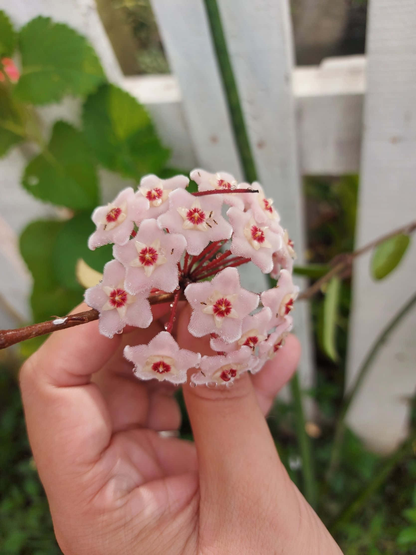 1668x2224 桌布 壁紙 — 一隻手輕輕握著一簇精緻的粉紅色星形花朵，花心呈紅色，背景是白色尖樁籬笆和綠色樹葉。