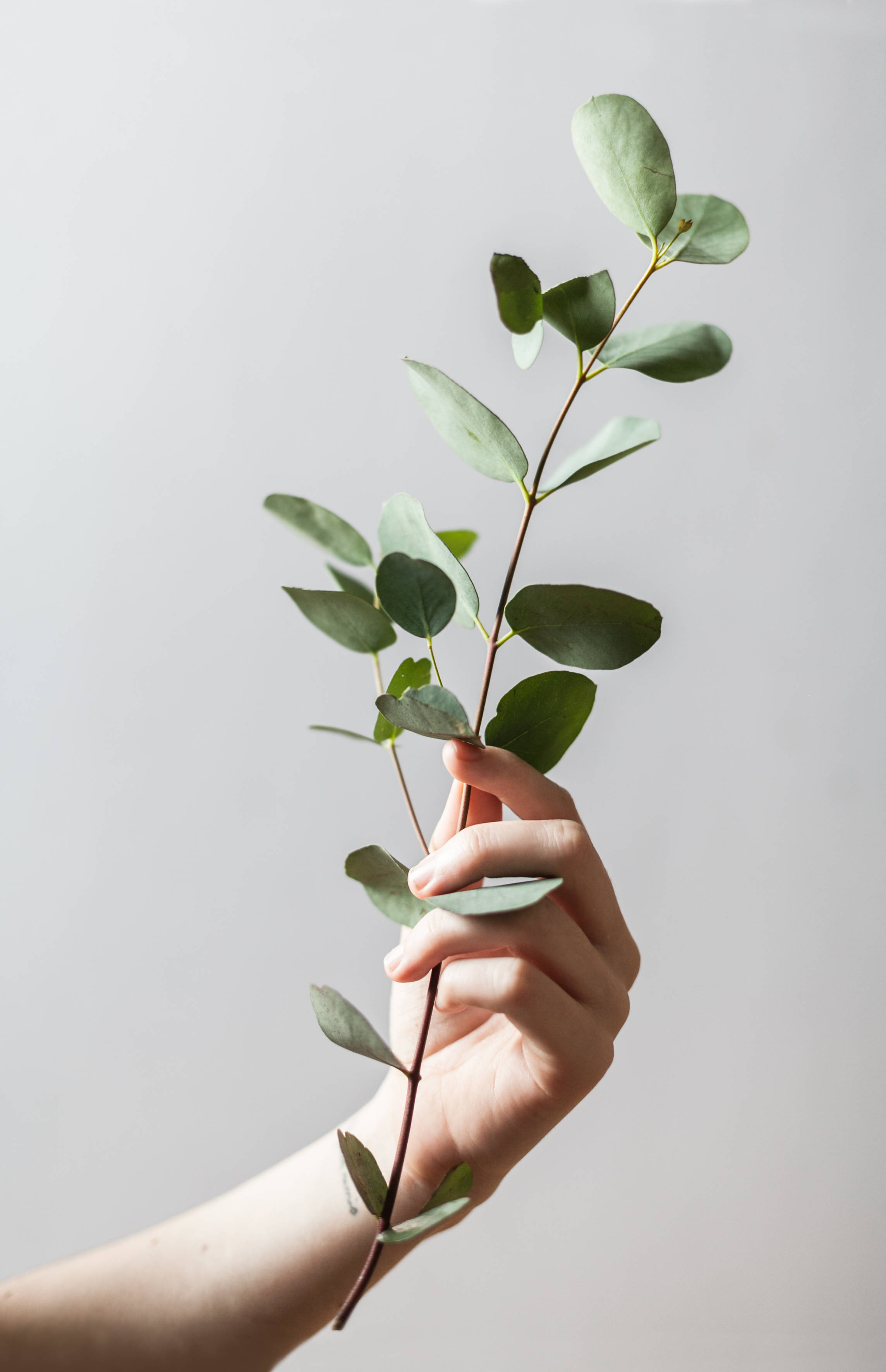 Plant 桌布 壁紙 — 一隻手輕輕握著新鮮的尤加利樹枝，背景是柔和的淺灰色。