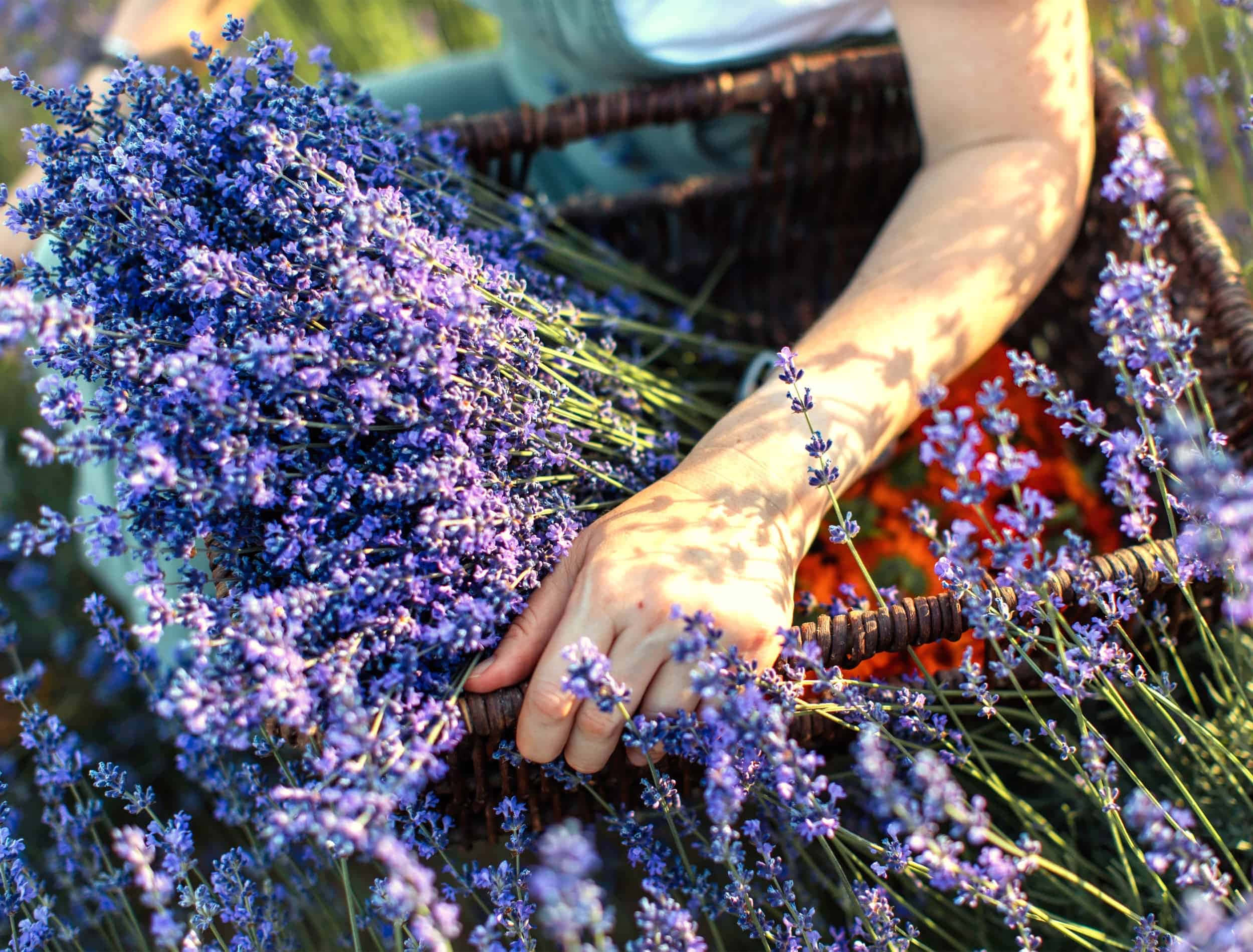 Lavender 桌布 壁紙 — 一隻手輕輕放在一個編織籃子裡，籃子裡裝滿了在溫暖陽光下盛開的鮮豔紫色薰衣草。