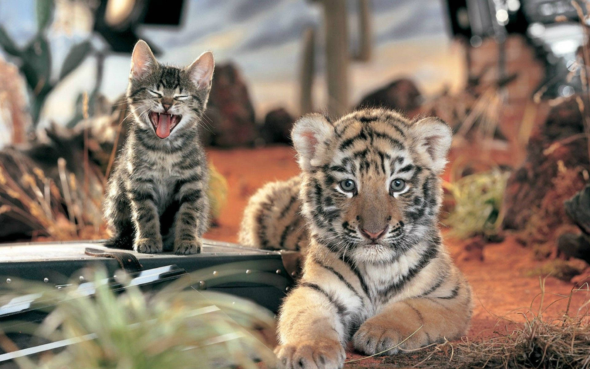 Baby Tiger 桌布 壁紙 — 一隻打哈欠的虎斑小貓和一隻好奇的小老虎一起坐在一個沙漠般的圍欄裡，背景有溫暖的大地色調和模糊的元素。