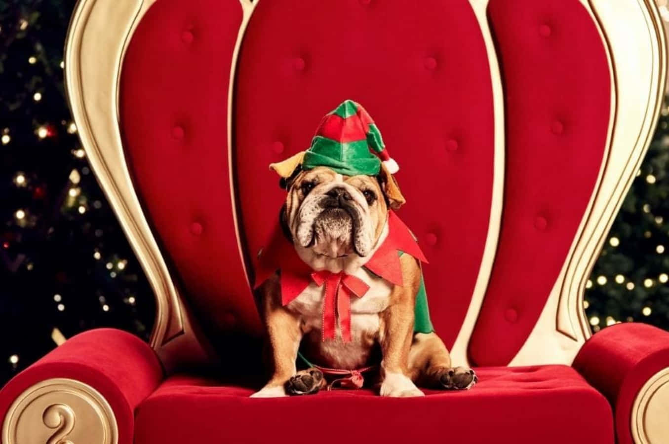 Santa Claus 桌布 壁紙 — 一隻打扮成聖誕精靈的鬥牛犬，威嚴地坐在一張金色鑲邊的紅色天鵝絨寶座上，背景是節日聖誕樹。