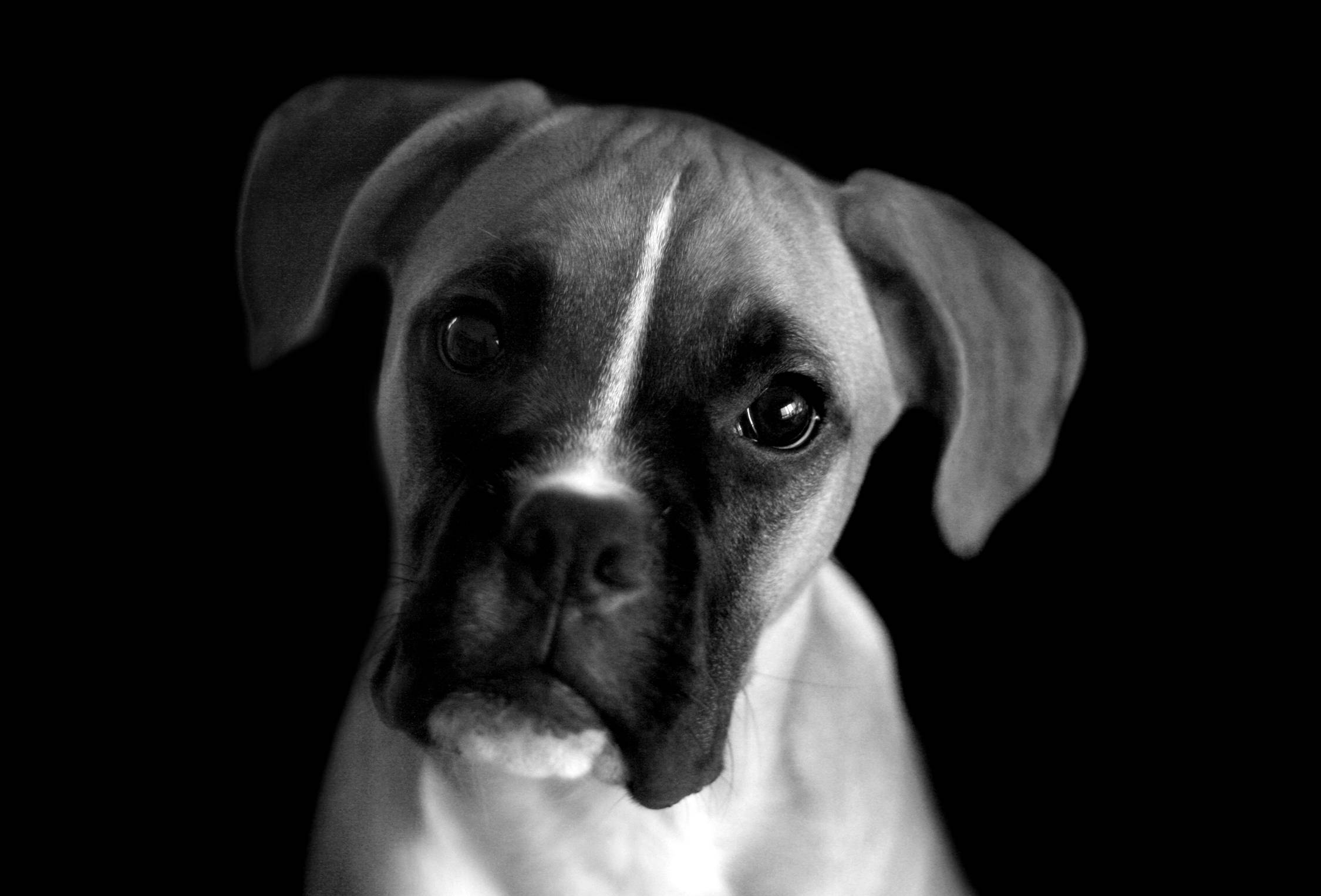 黑白高畫質 桌布 壁紙 — 一隻拳師犬幼犬的黑白特寫，眼神充滿靈魂，背景深色。