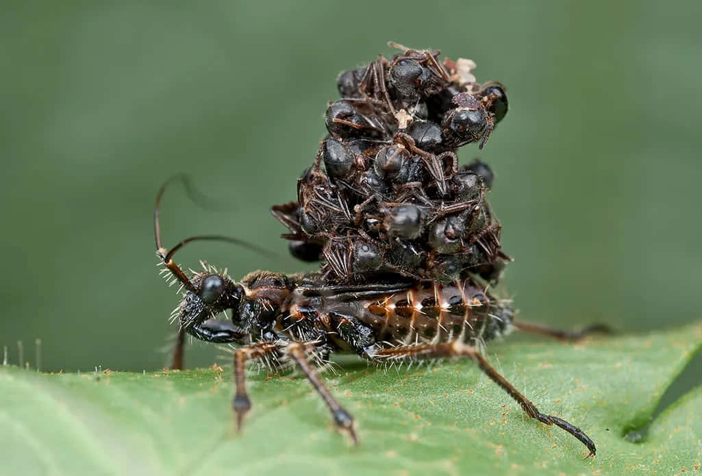 bug 桌布 壁紙 — 一隻捕食性的獵蝽在鮮綠色的葉子上抓住一堆牠剛剛殺死的螞蟻。