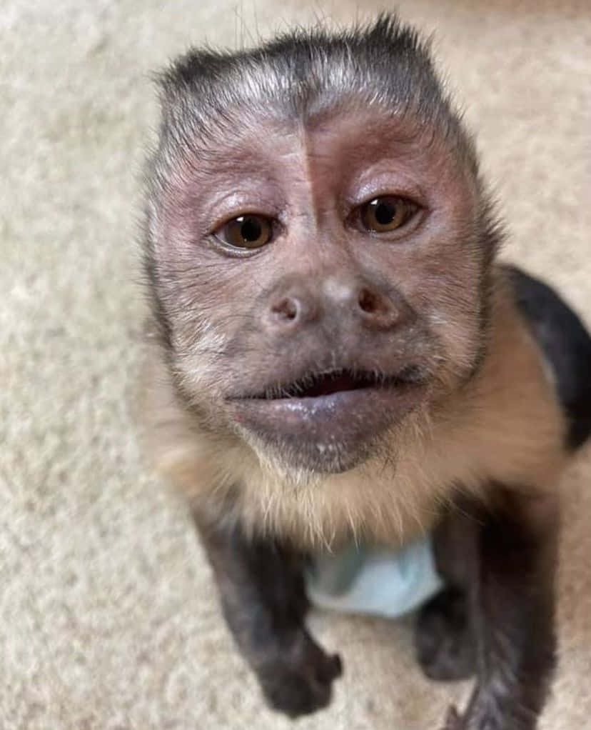Funny Monkey 桌布 壁紙 — 一隻捲尾猴的近距離特寫，擁有富表情的棕色眼睛和淺色鬍鬚，從鋪有地毯的地板上向上望。