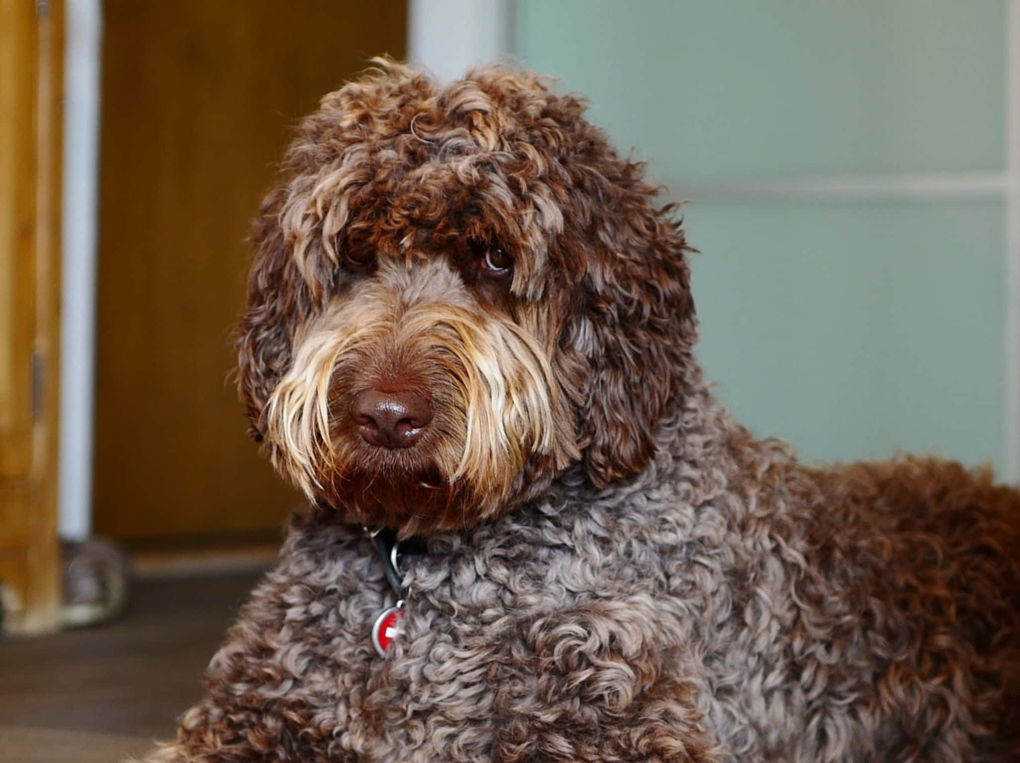 Labradoodle 桌布 壁紙 — 一隻捲毛棕色狗，淺色口鼻，坐在室內直視鏡頭的特寫。