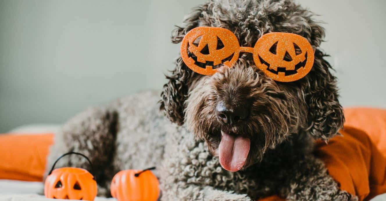 Halloween Pet Costumes 桌布 壁紙 — 一隻捲毛狗戴著閃亮的橙色南瓜眼鏡，開心地躺在橙色毯子上，旁邊有小型南瓜道具。
