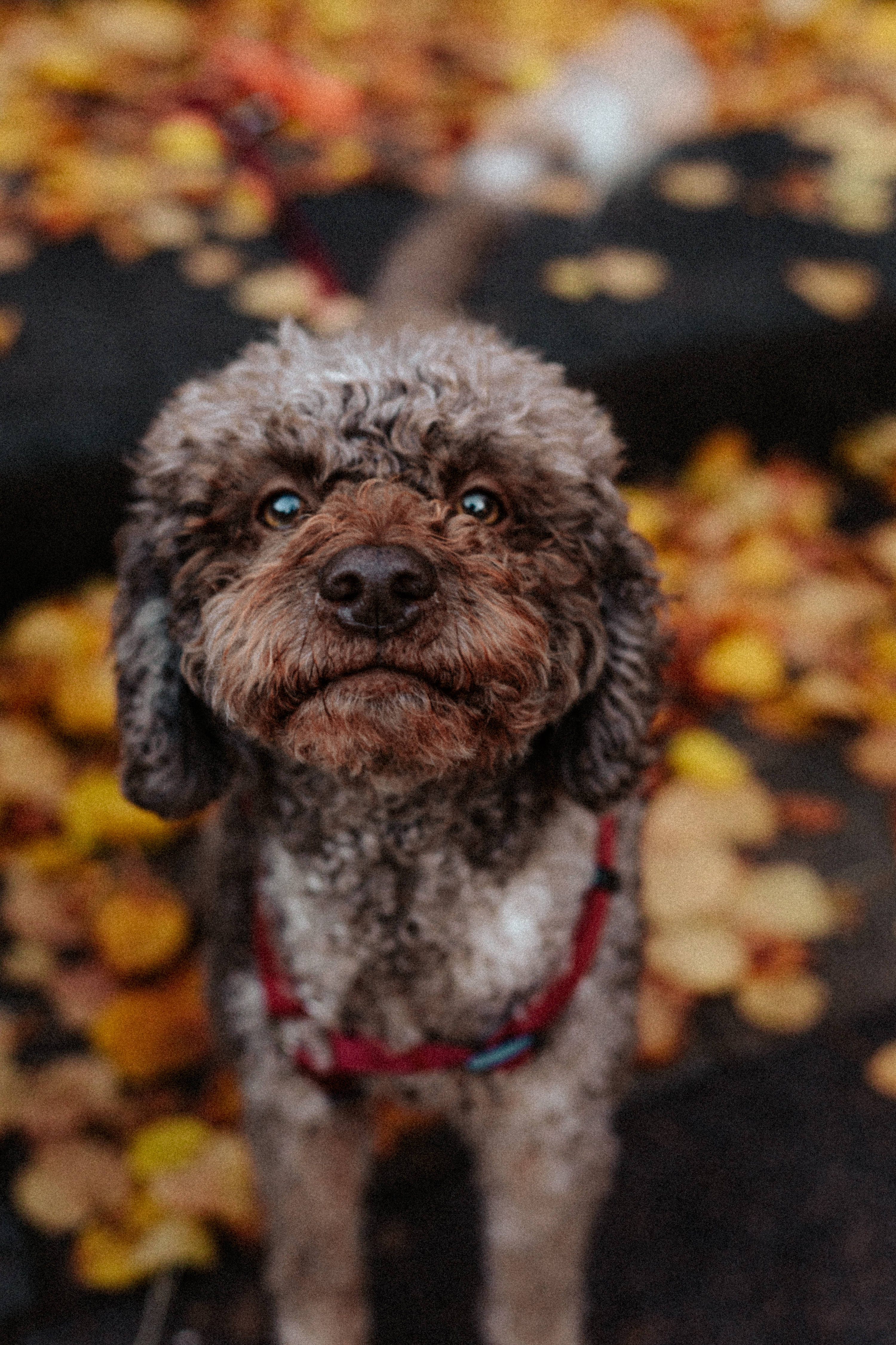 Poodle 桌布 壁紙 — 一隻捲毛狗用明亮的眼睛從金色的秋葉床上仰望。