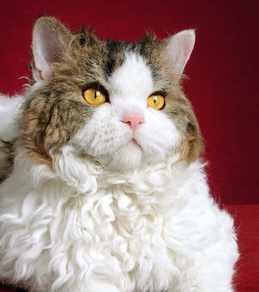 Selkirk Rex 桌布 壁紙 — 一隻捲毛貓咪的特寫，擁有引人注目的黃色眼睛，背景為深紅色。