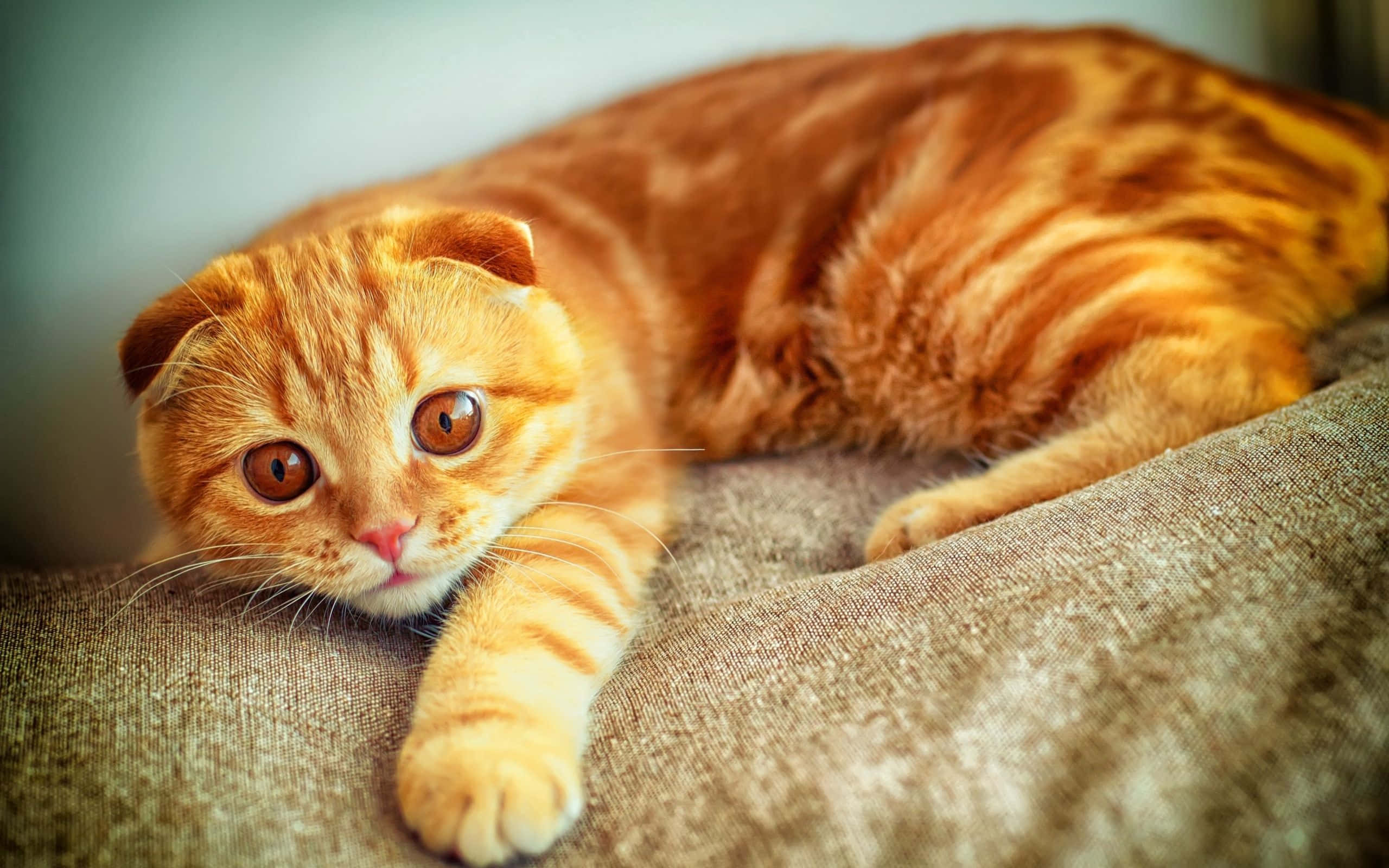 Tabby Cat 桌布 壁紙 — 一隻摺耳薑黃色虎斑貓躺在一張有紋理的米色沙發上，用寬闊的琥珀色眼睛直視鏡頭。