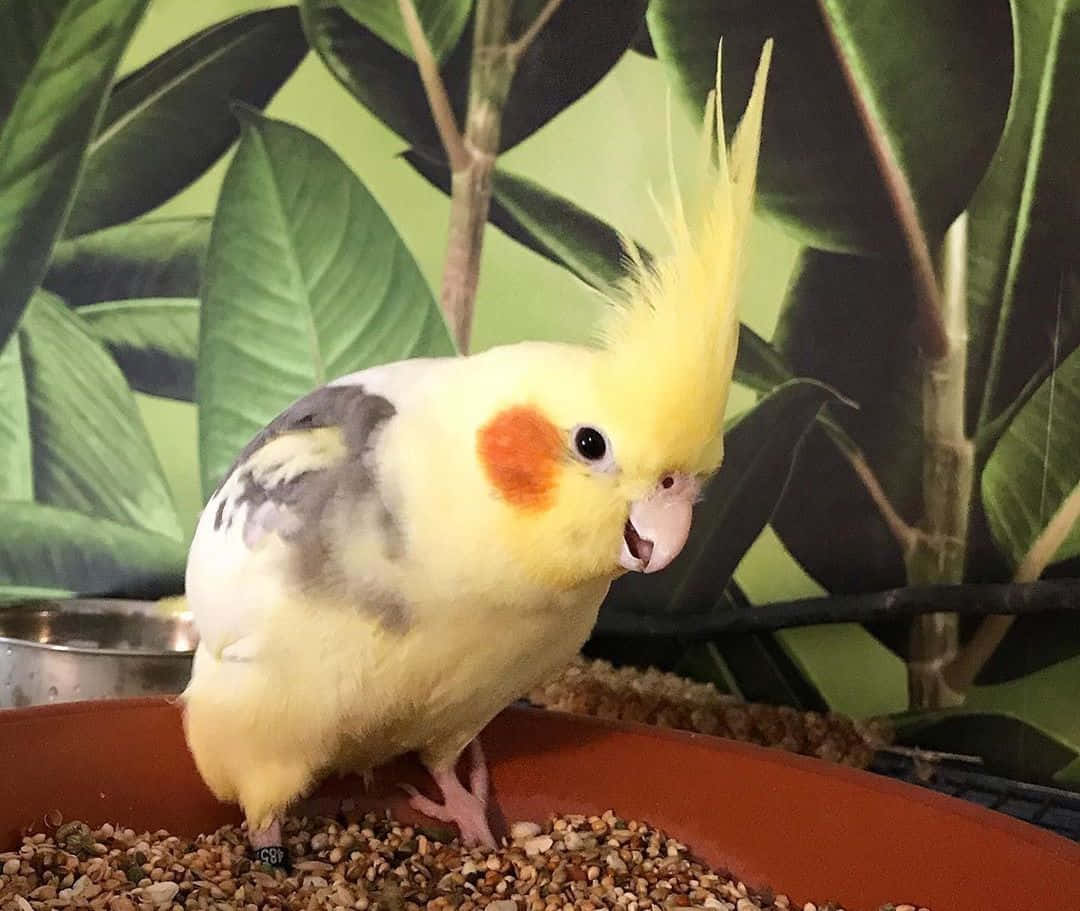 Cute Bird 桌布 壁紙 — 一隻擁有亮黃色冠羽和橙色臉頰斑點的玄鳳鸚鵡，棲息在一個裝滿礫石的碟子上，背景是茂密的綠色樹葉。