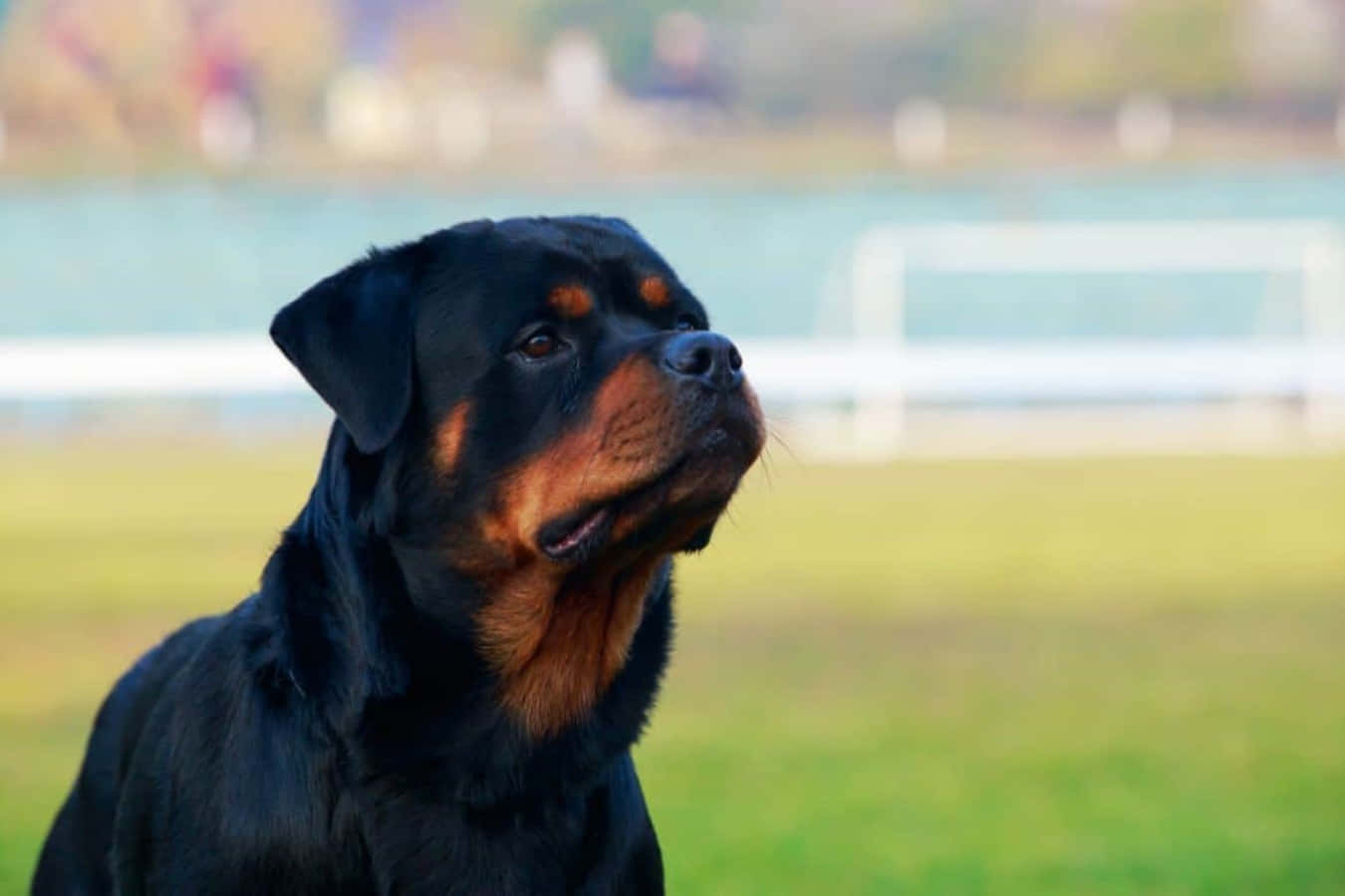 羅威那犬 桌布 壁紙 — 一隻擁有光澤黑色和棕褐色毛髮的羅威納犬警覺地坐在綠色草地上，對著模糊的背景向上凝視。