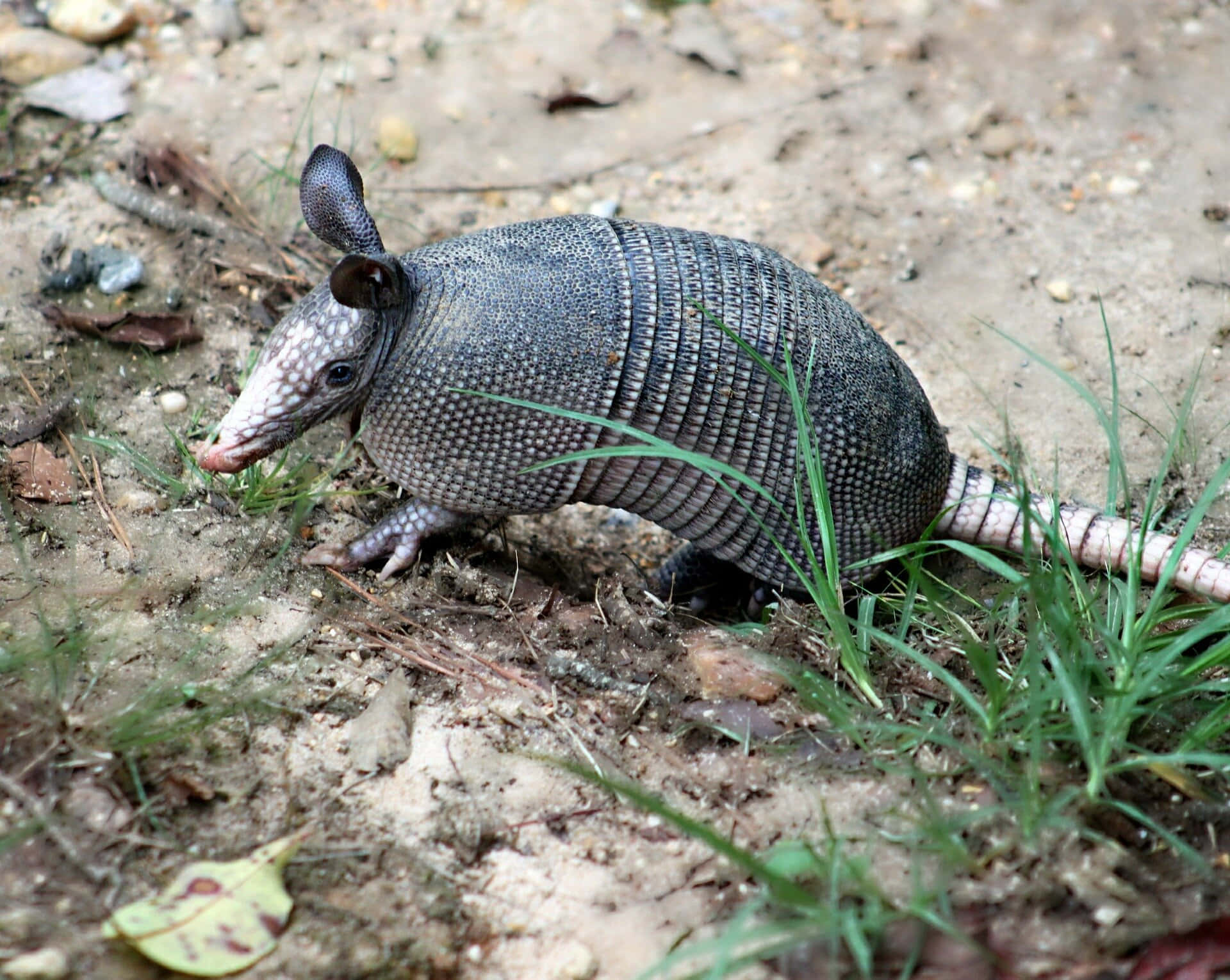 armadillo 桌布 壁紙 — 一隻擁有分段灰色甲殼的犰狳在森林地面的綠草和泥土中覓食。