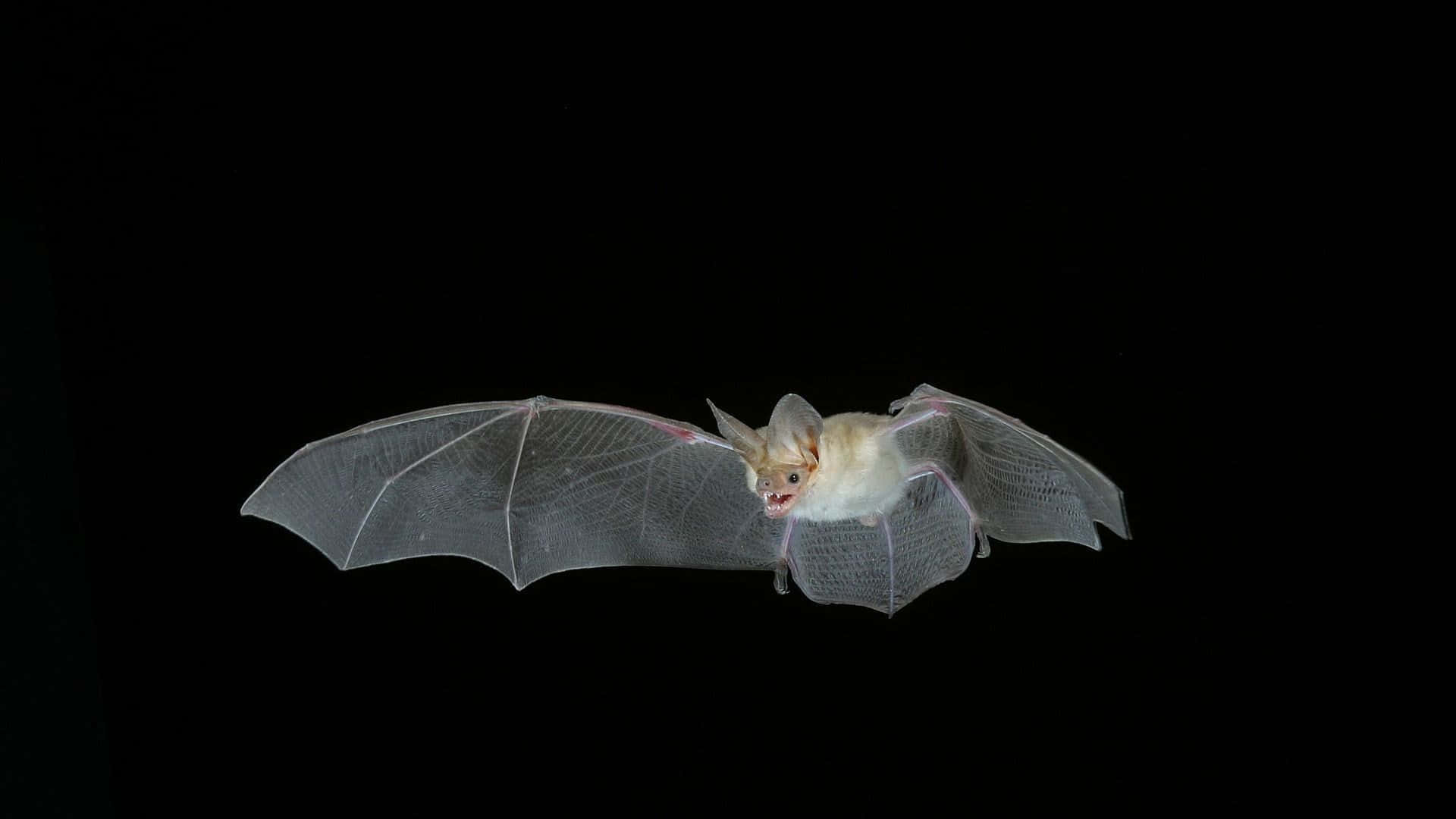bat 桌布 壁紙 — 一隻擁有半透明翅膀和淺色毛髮的小蝙蝠，在純黑色背景上優雅地滑翔。