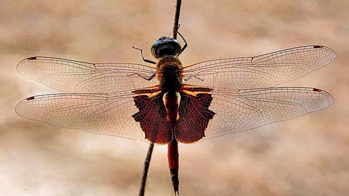 Red Dragonfly 桌布 壁紙 — 一隻擁有半透明翅膀和紅褐色身體的蜻蜓，輕輕地停在一根細枝上，背景是柔和模糊的泥土色調。