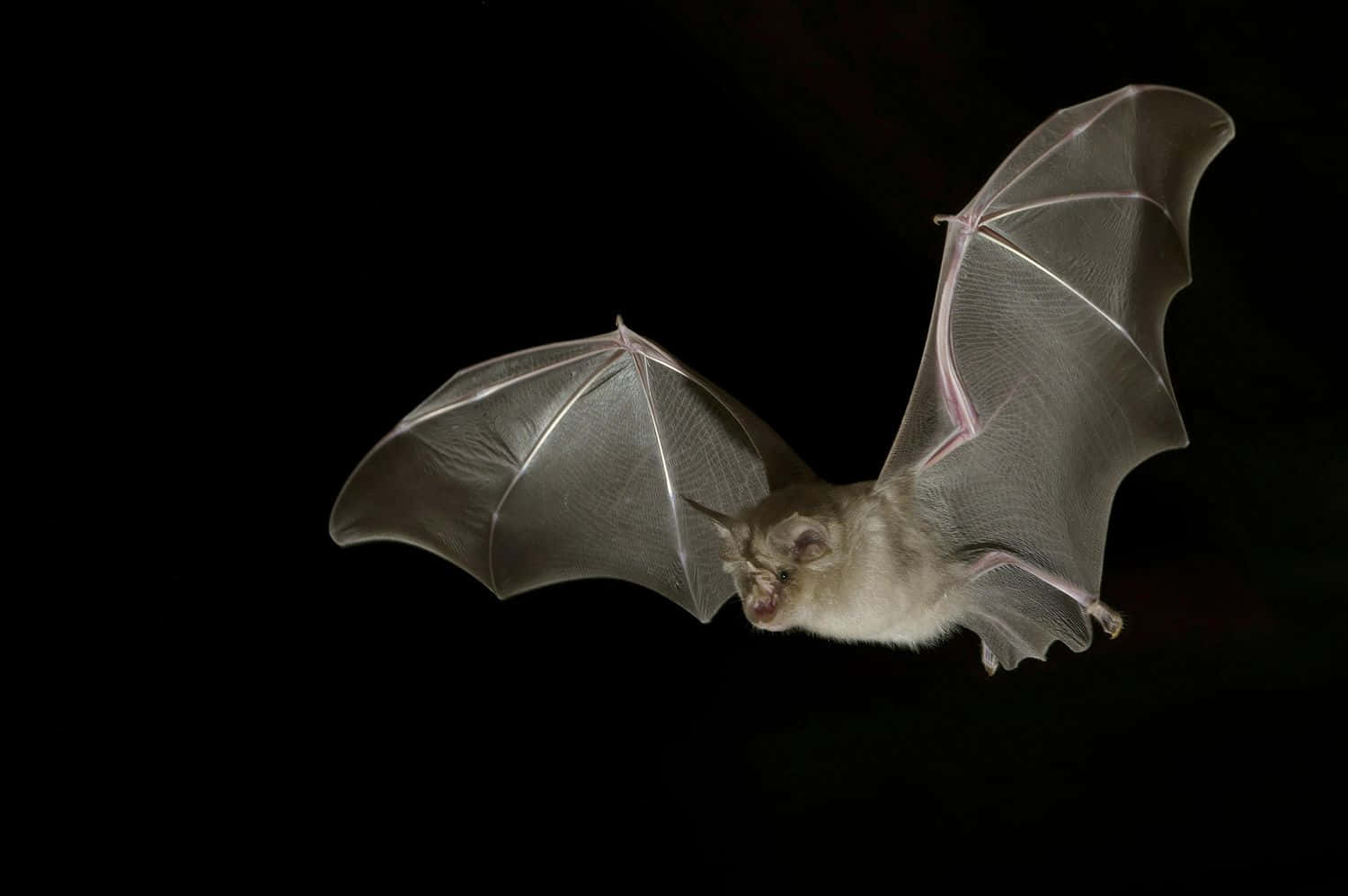 Bats 桌布 壁紙 — 一隻擁有半透明翅膀的蝙蝠在漆黑背景中飛行，翅膀張開。