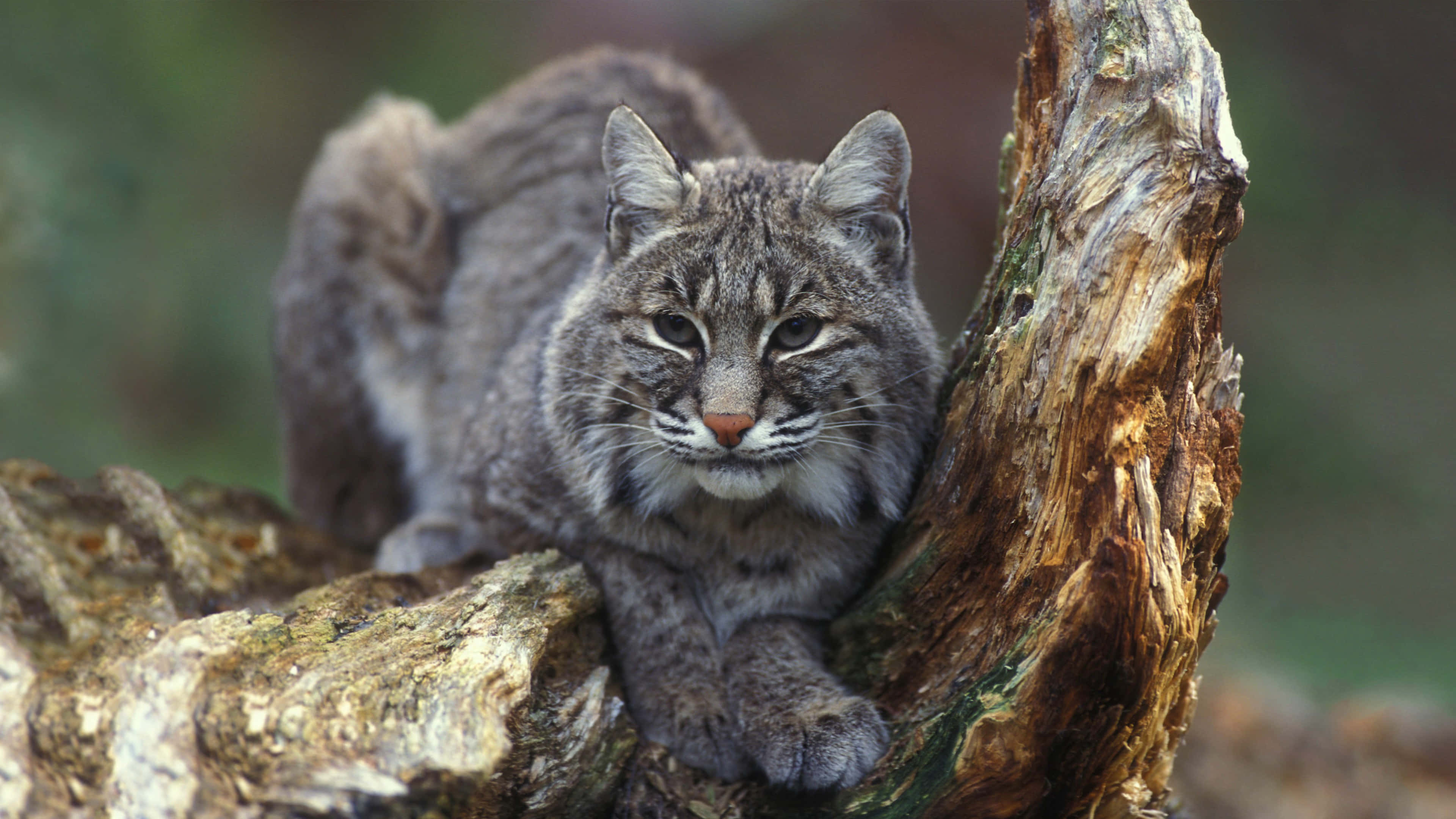 Bobcat 桌布 壁紙 — 一隻擁有厚實灰色皮毛和簇狀耳朵的猞猁，警覺地棲息在森林中一棵風化的樹樁上。