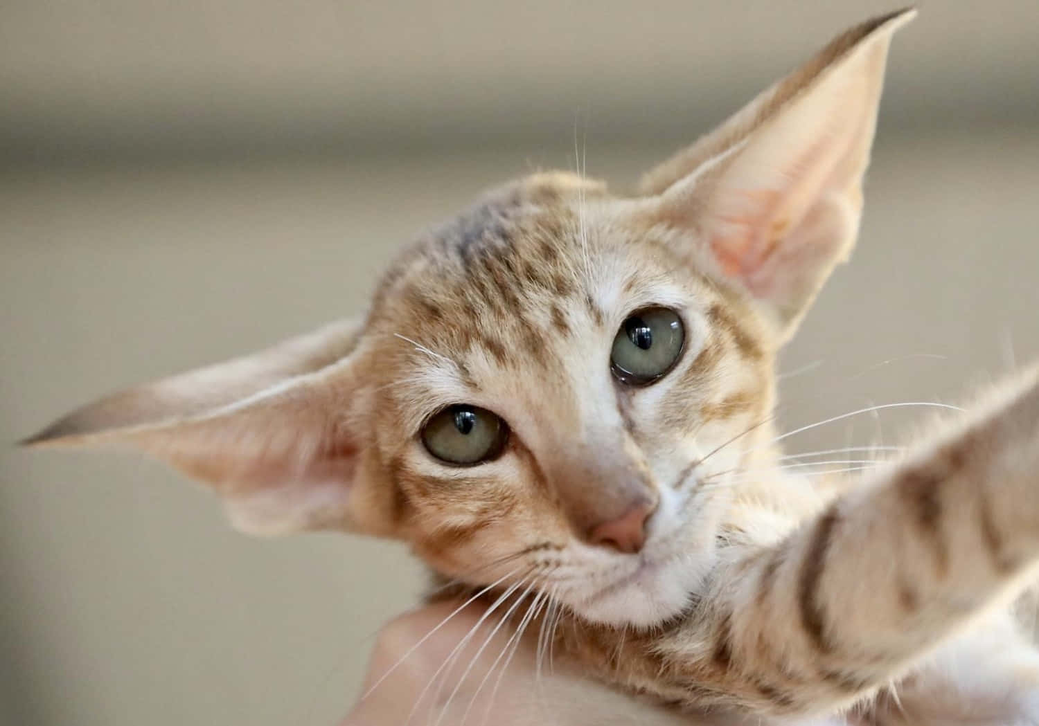 Oriental Shorthair 桌布 壁紙 — 一隻擁有大型尖耳和綠色眼睛的貓咪特寫，直視鏡頭。