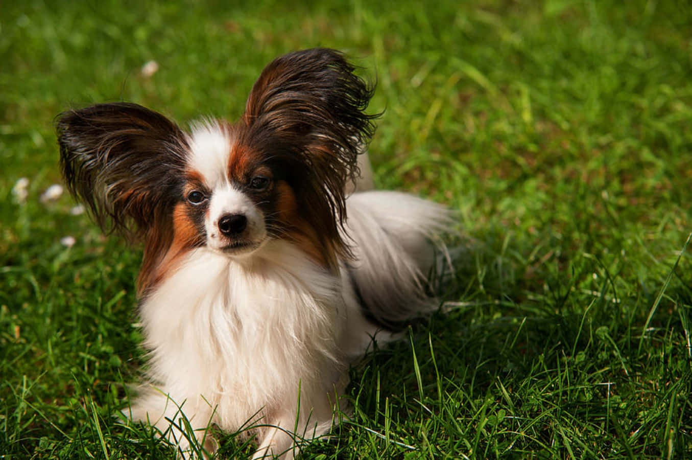 動物 桌布 壁紙 — 一隻擁有大型棕色耳朵和白色毛髮的蝴蝶犬，在明亮陽光下警覺地躺在充滿活力的綠色草地上。